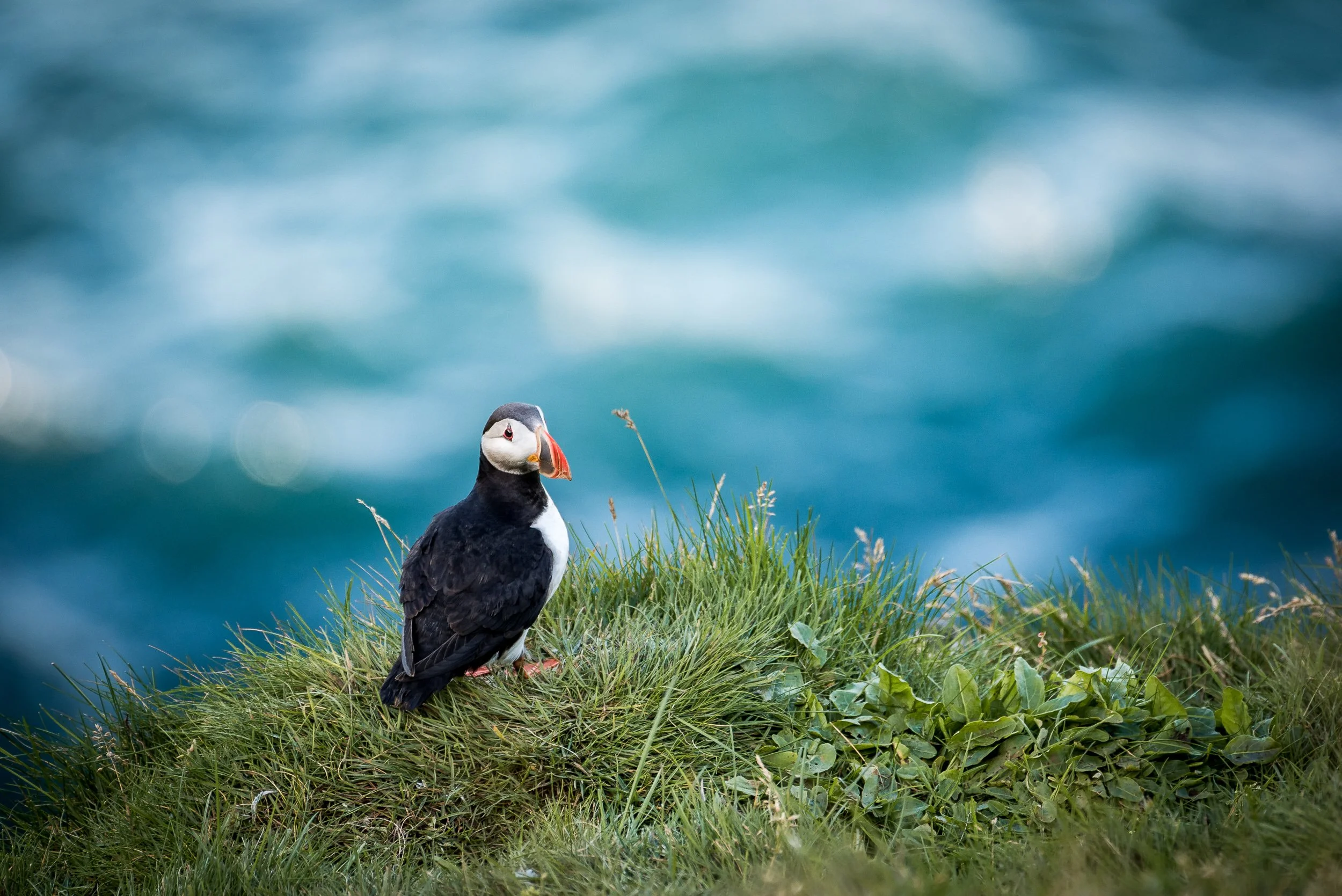 004 - 2017-08-29_Iceland-South_0178.jpg