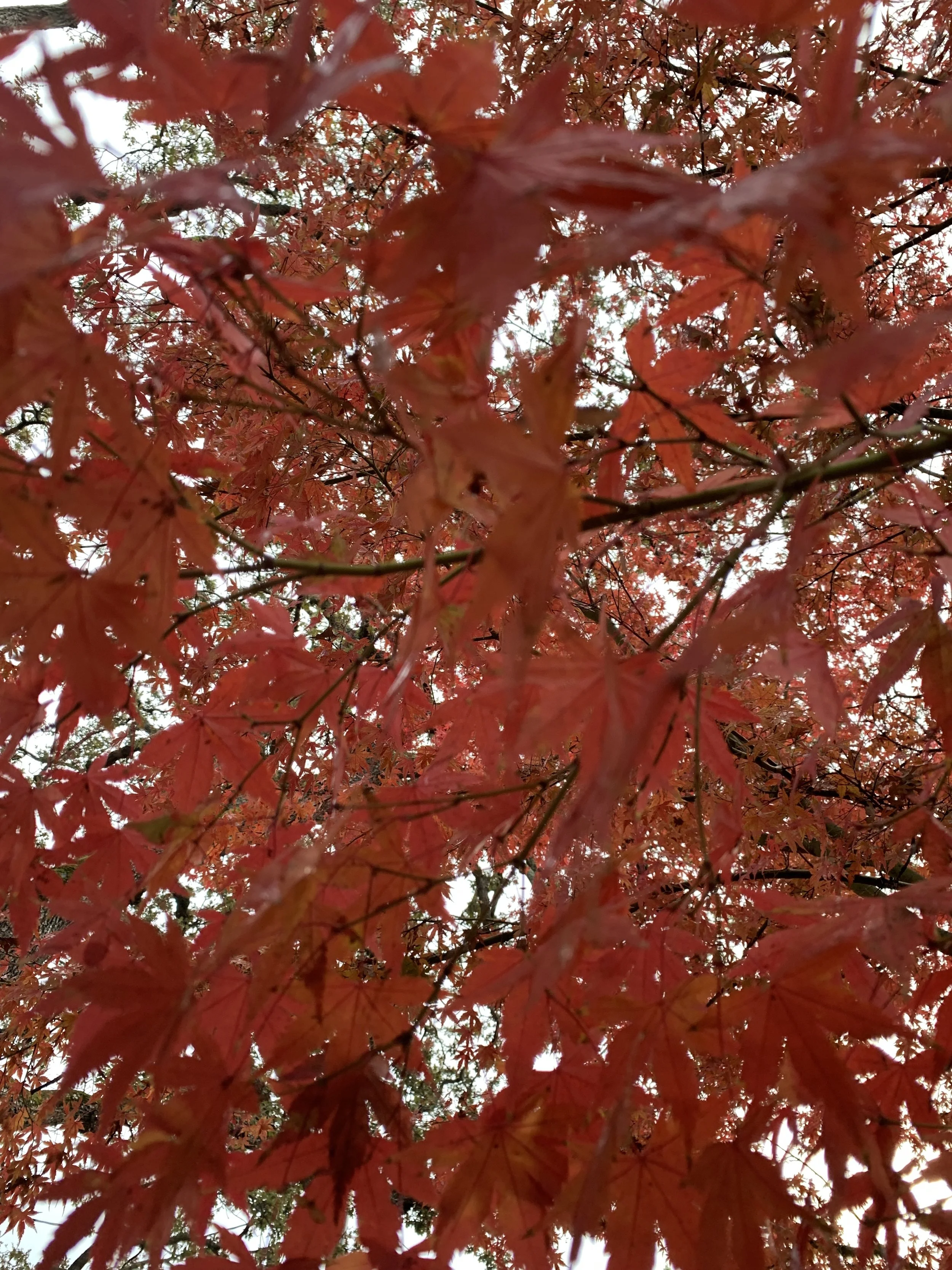 2018-11-21 16.03.48 HDR-1.jpg