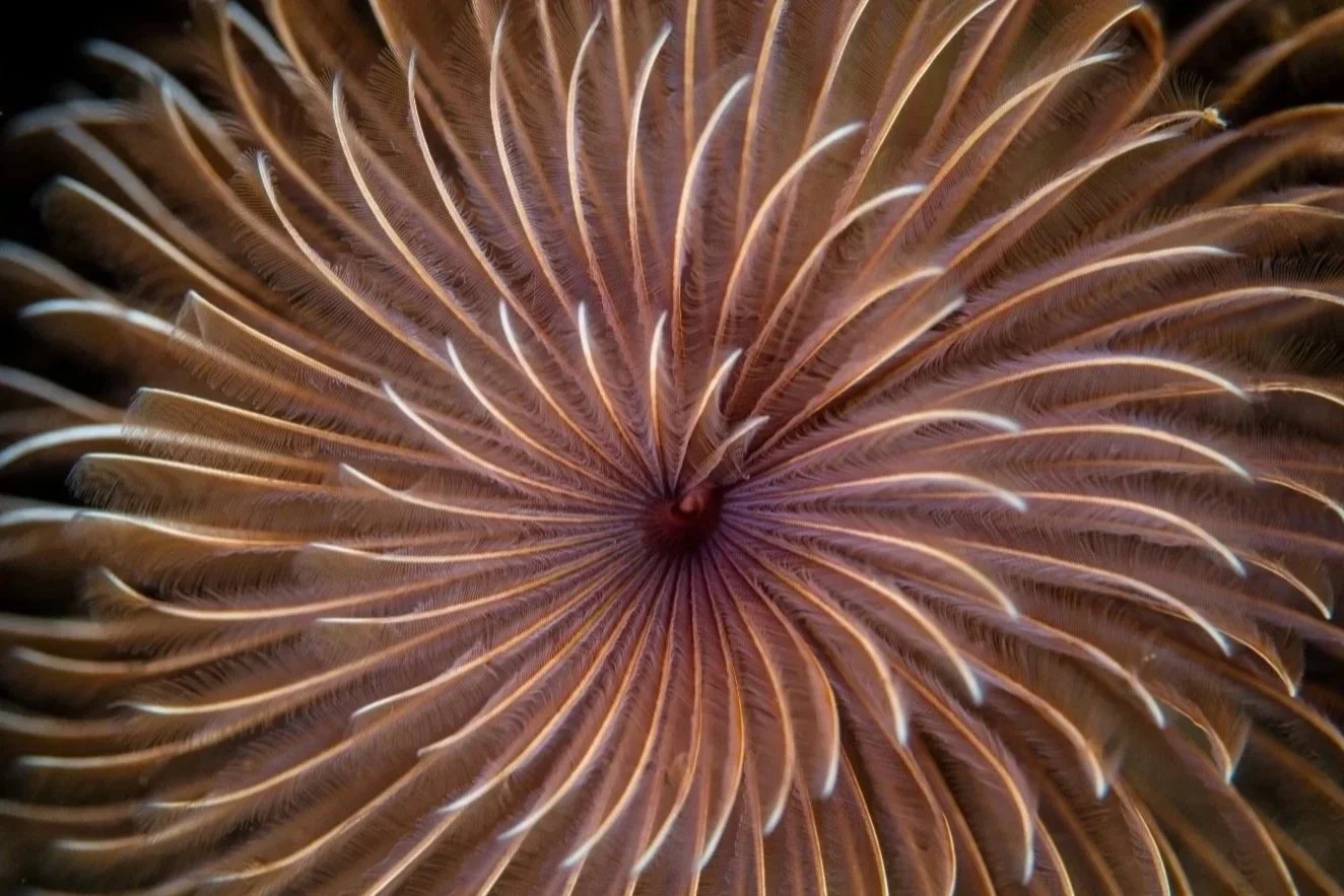 Systems of Wellbeing – A deeper dive