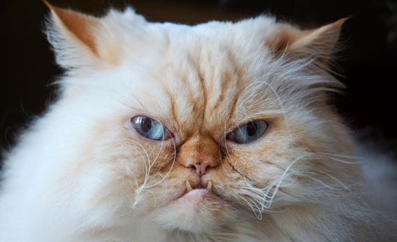 The following article includes analysis of The Cats of Ulthar which can be read in full online because it's public domain. Go read it! (Image via Slate.com )