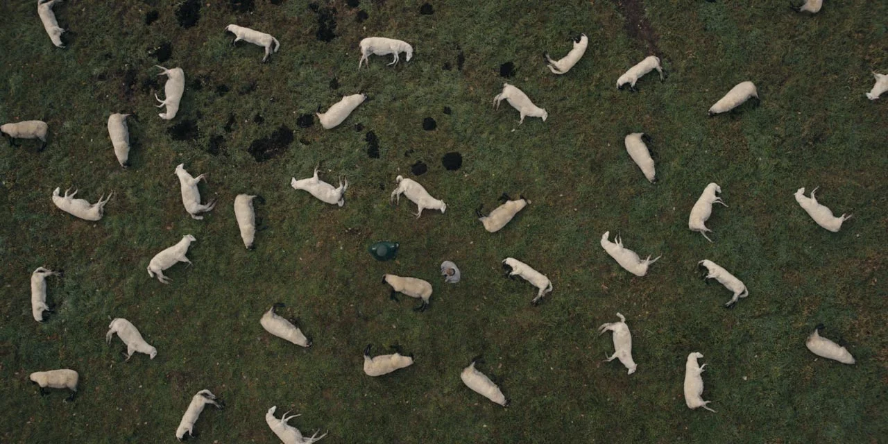 dark-review-sheep.jpg