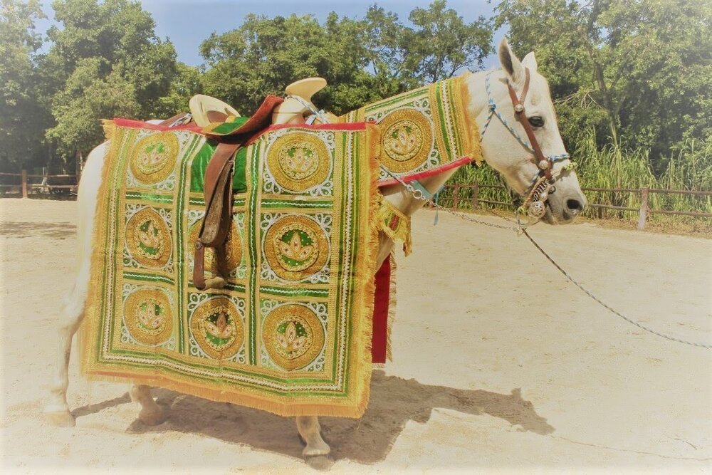 baraat horse decorated.jpg