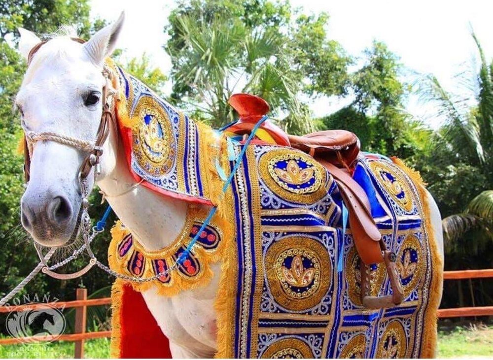 horse decorated for baraat.jpg