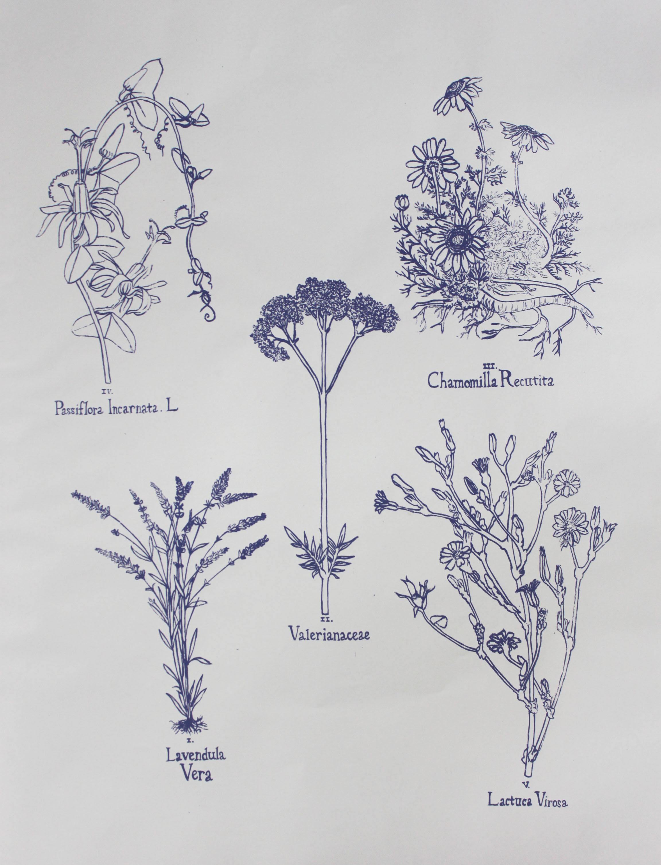  botanical drawings on the duvet 