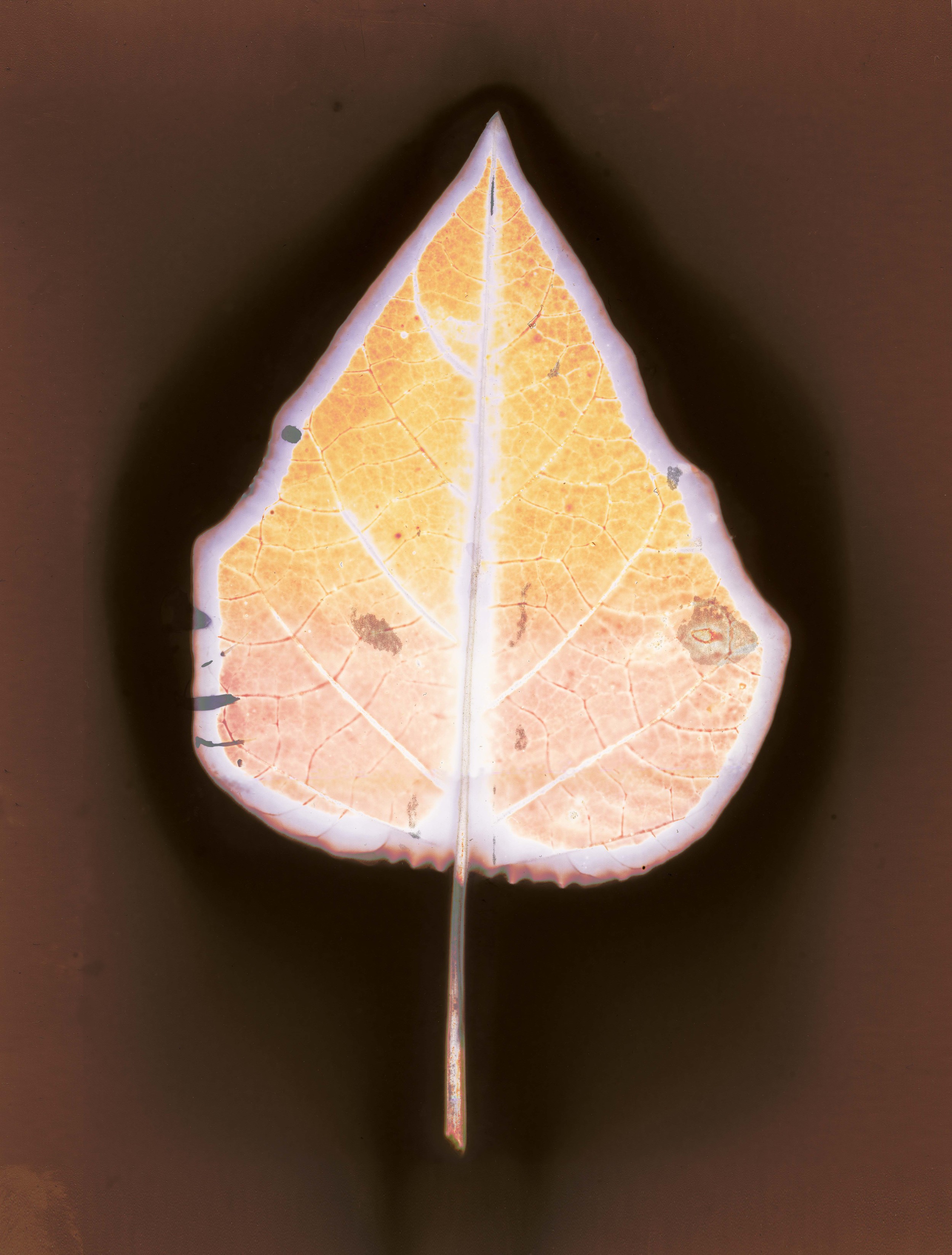 Final Print - Multi color leaf.jpg
