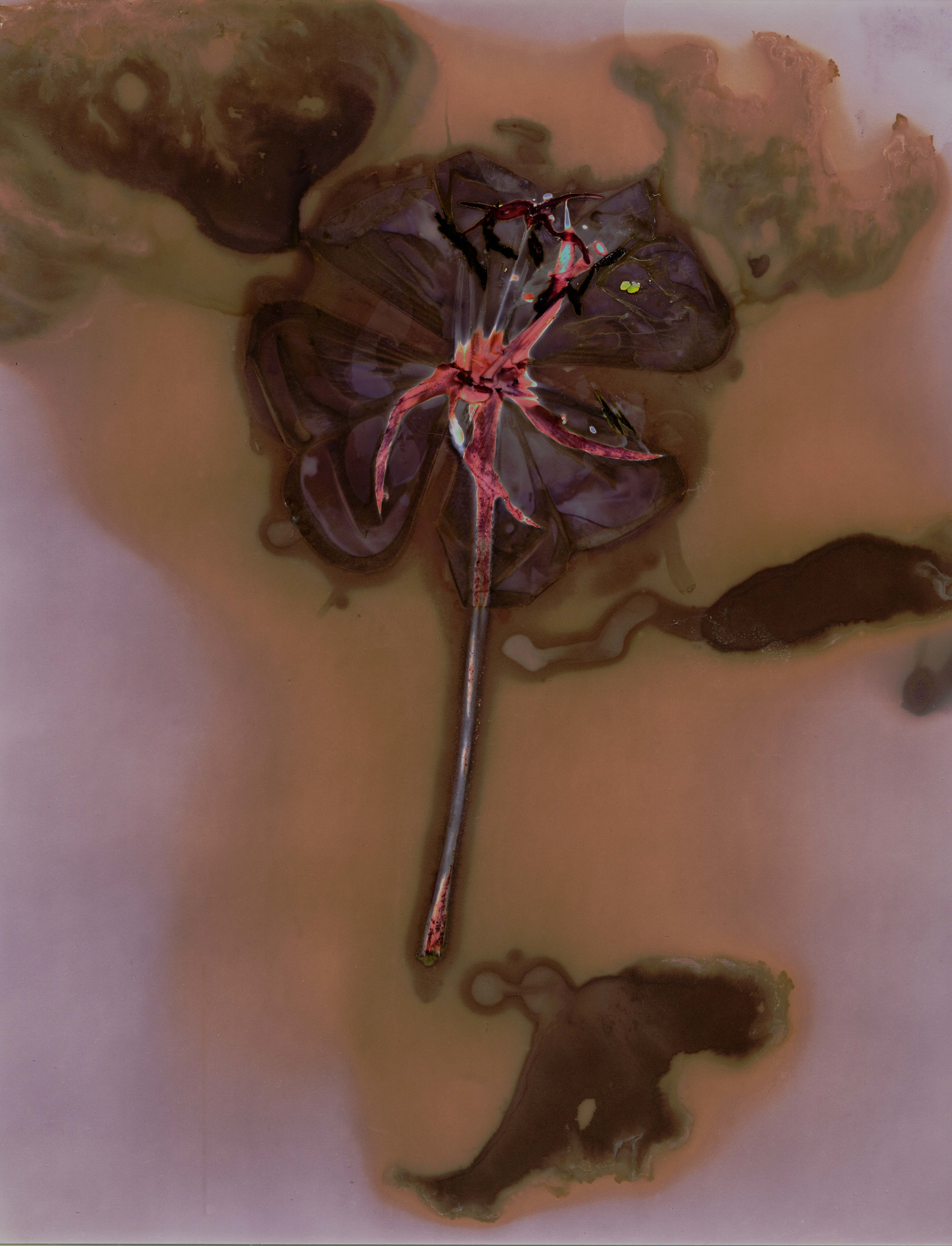 Final Print- Water Flower.jpg