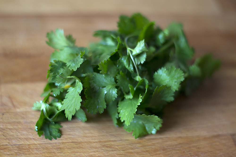 Cilantro