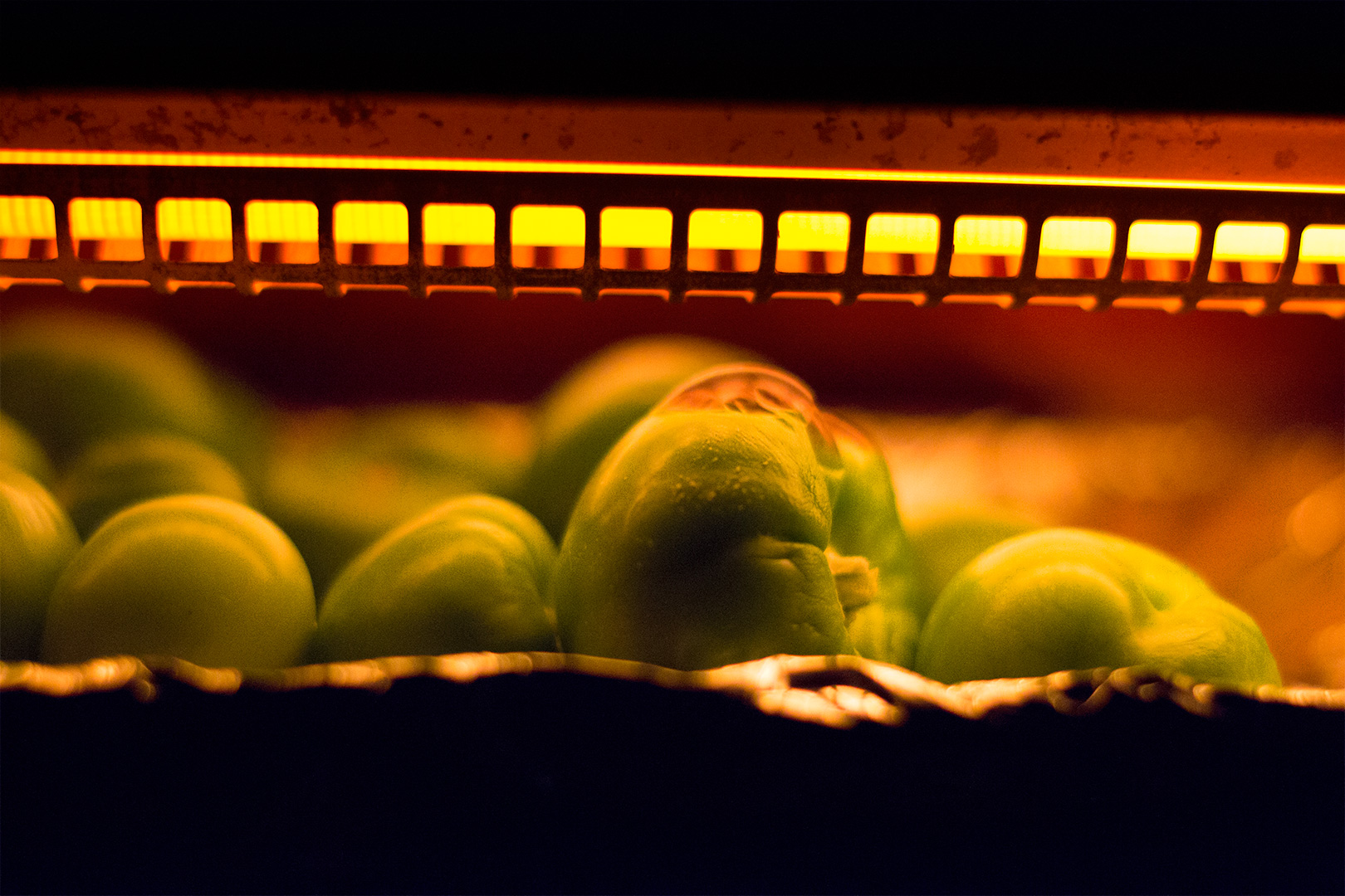 Tomatillos