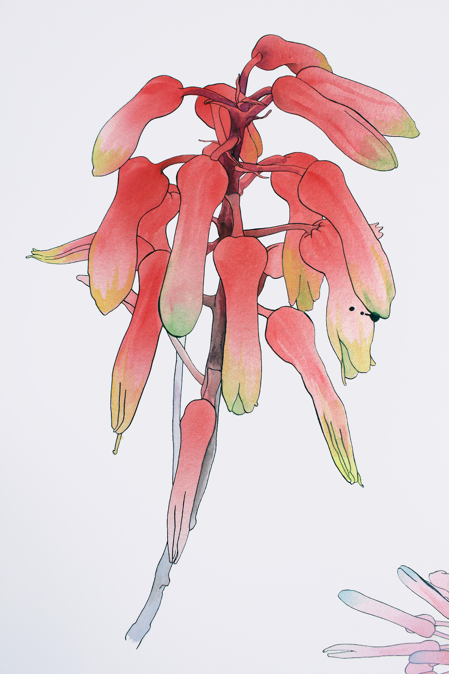 fieldguides03.jpg
