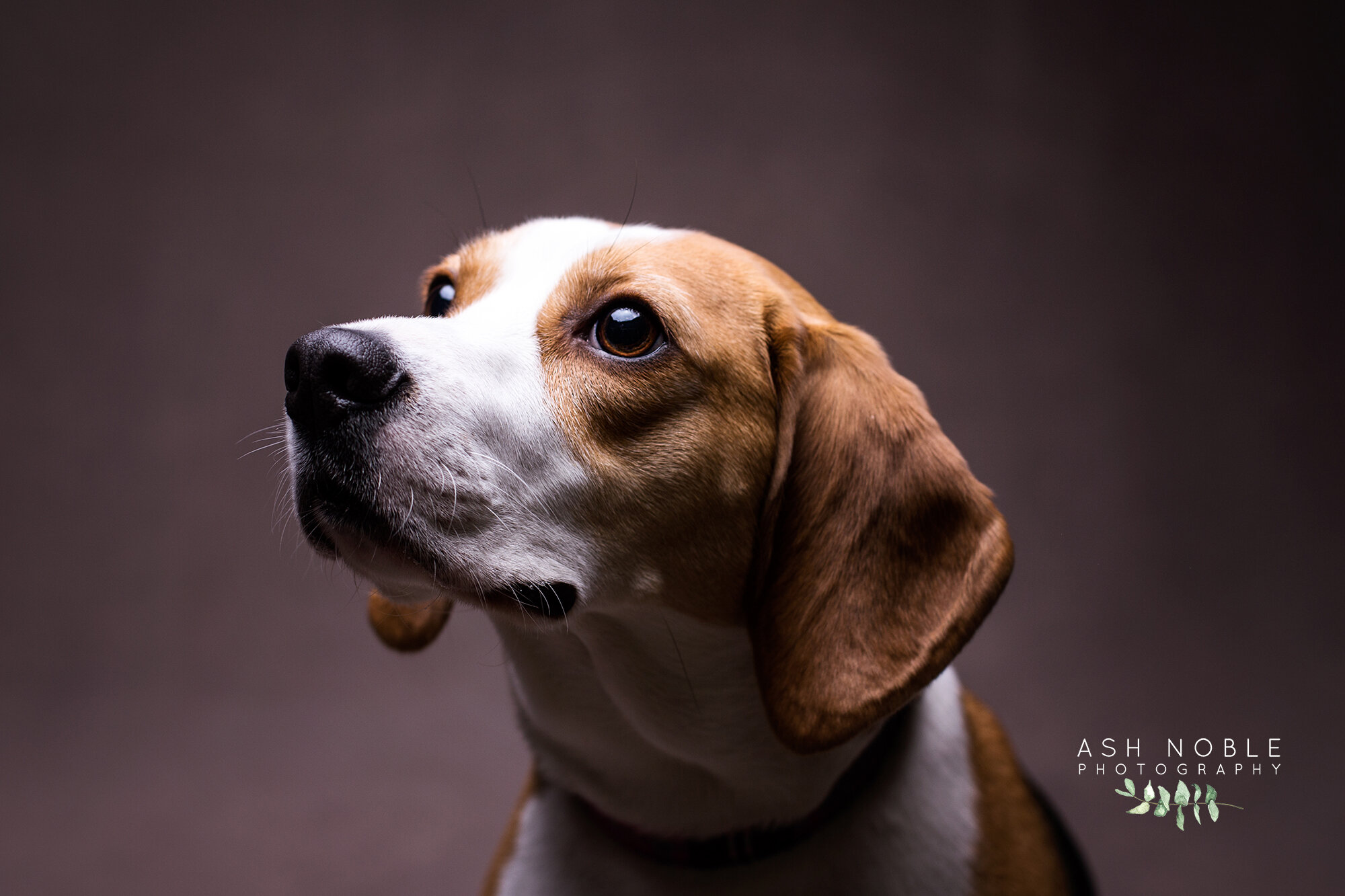 ©AshNoblePhotography-glasgow-pet-photographer-dog-beagle_02.jpg