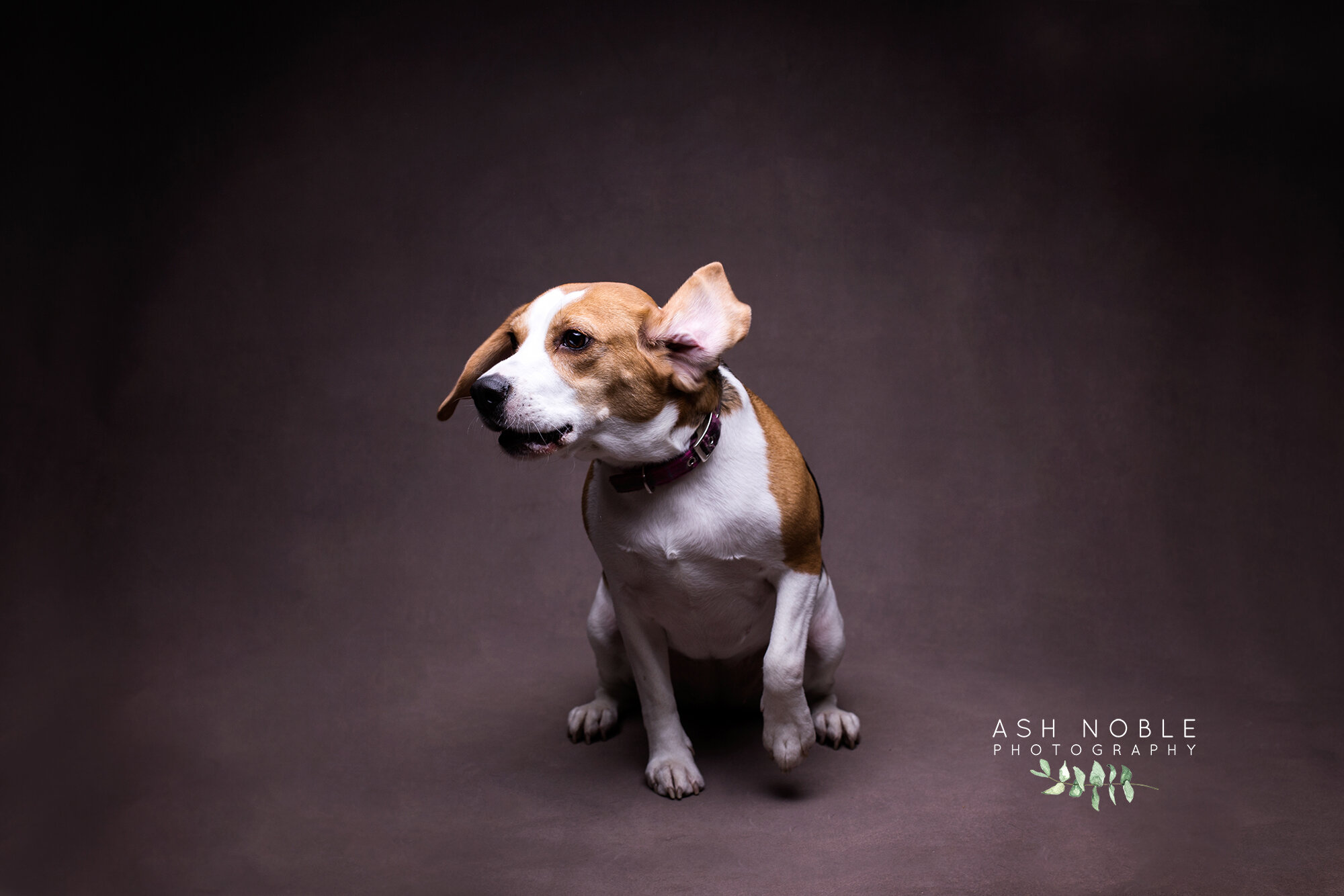 ©AshNoblePhotography-glasgow-pet-photographer-dog-beagle_03.jpg