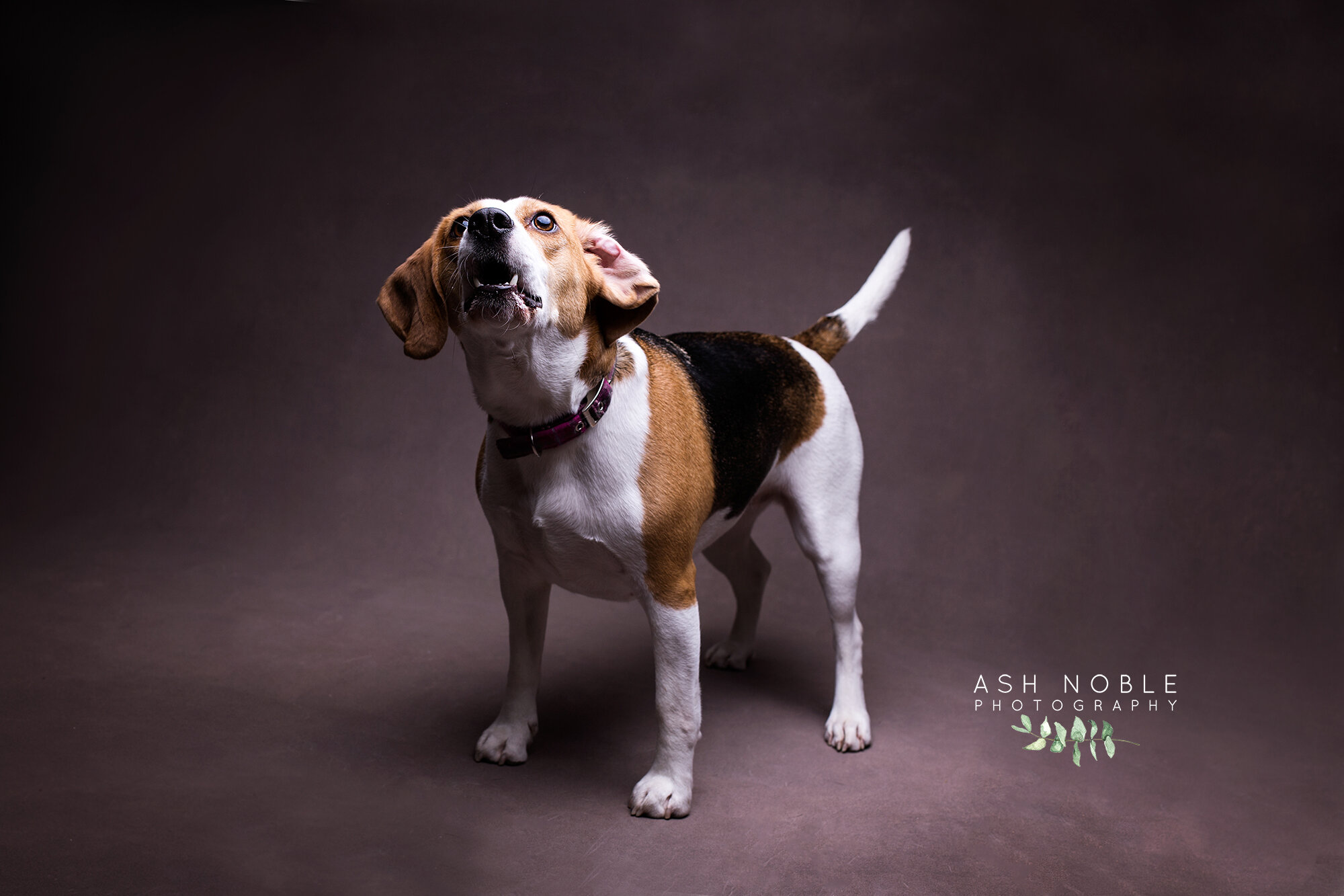 ©AshNoblePhotography-glasgow-pet-photographer-dog-beagle_04.jpg