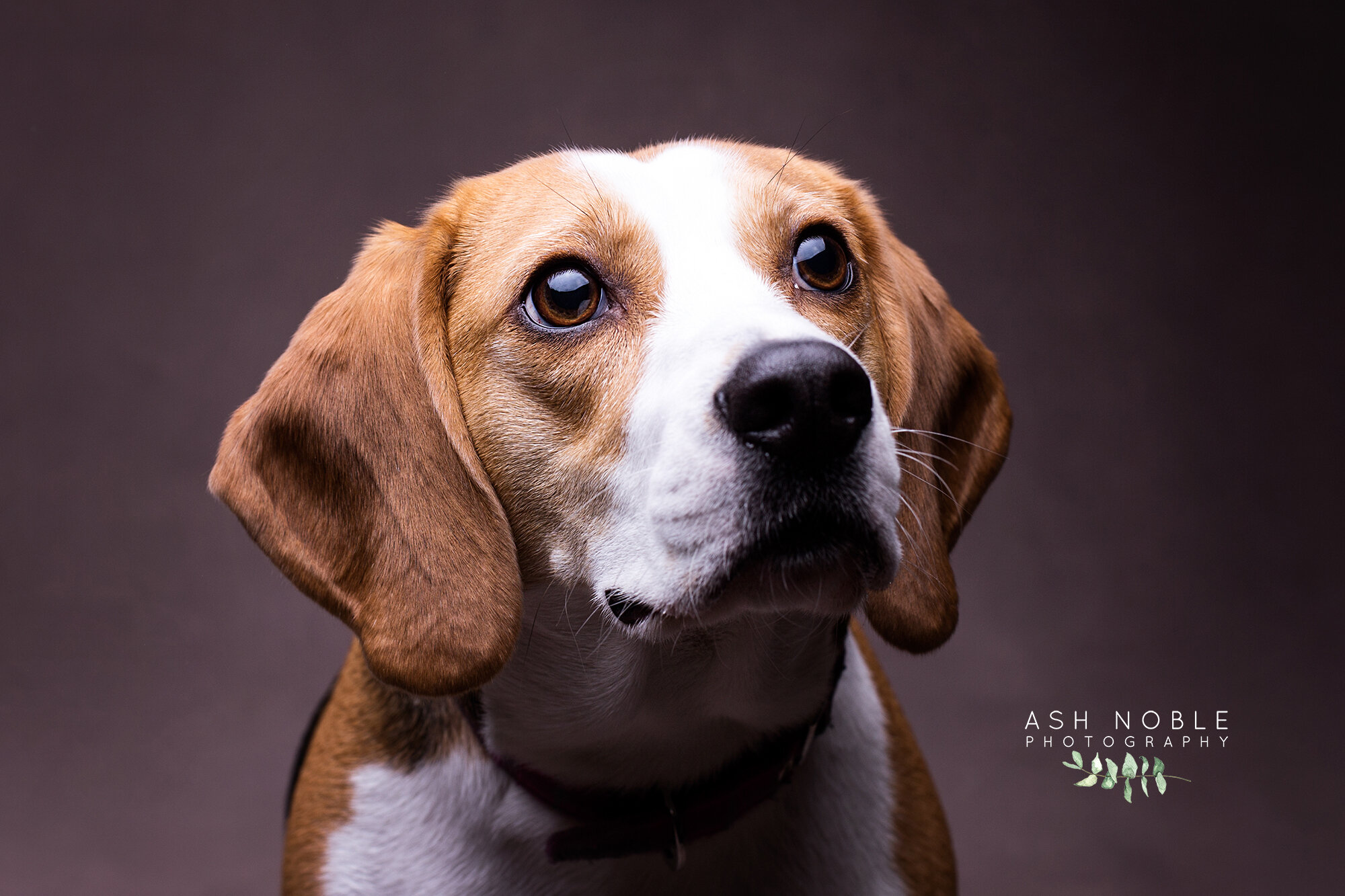 ©AshNoblePhotography-glasgow-pet-photographer-dog-beagle_05.jpg