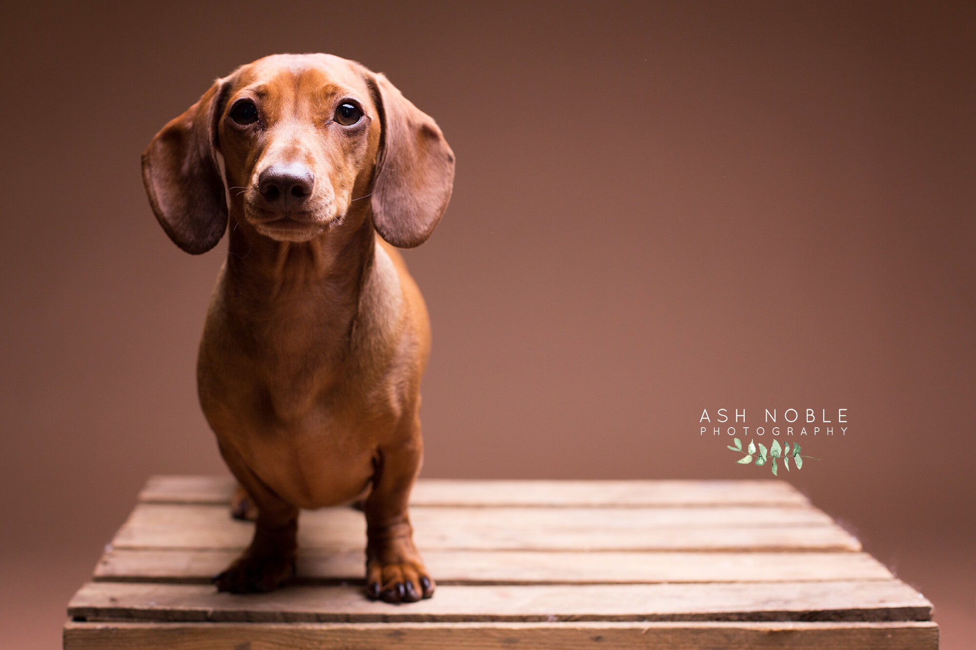 ©AshNoblePhotography-glasgow-pet-photographer-dog-dachshund_21.jpg