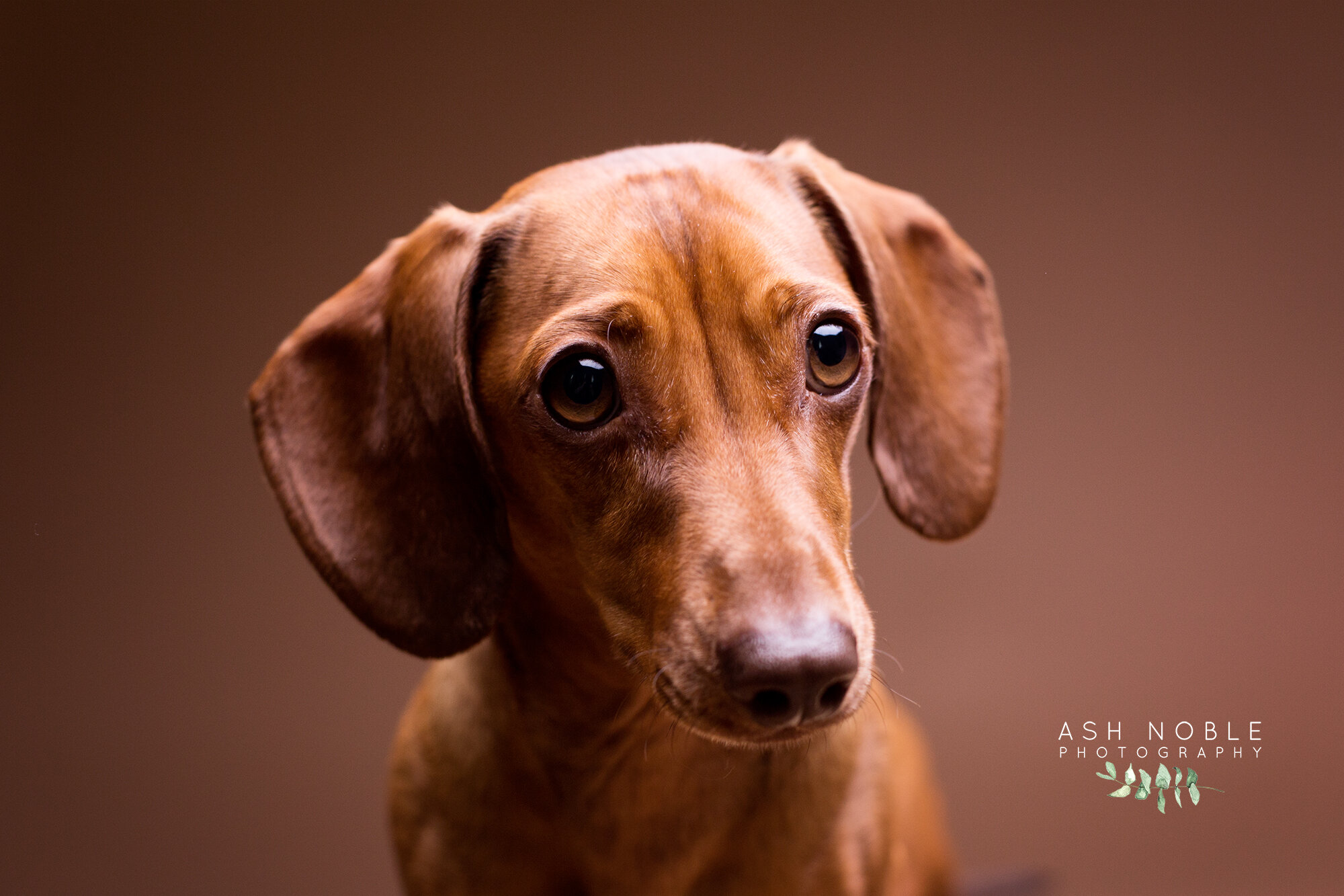 ©AshNoblePhotography-glasgow-pet-photographer-dog-dachshund_23.jpg