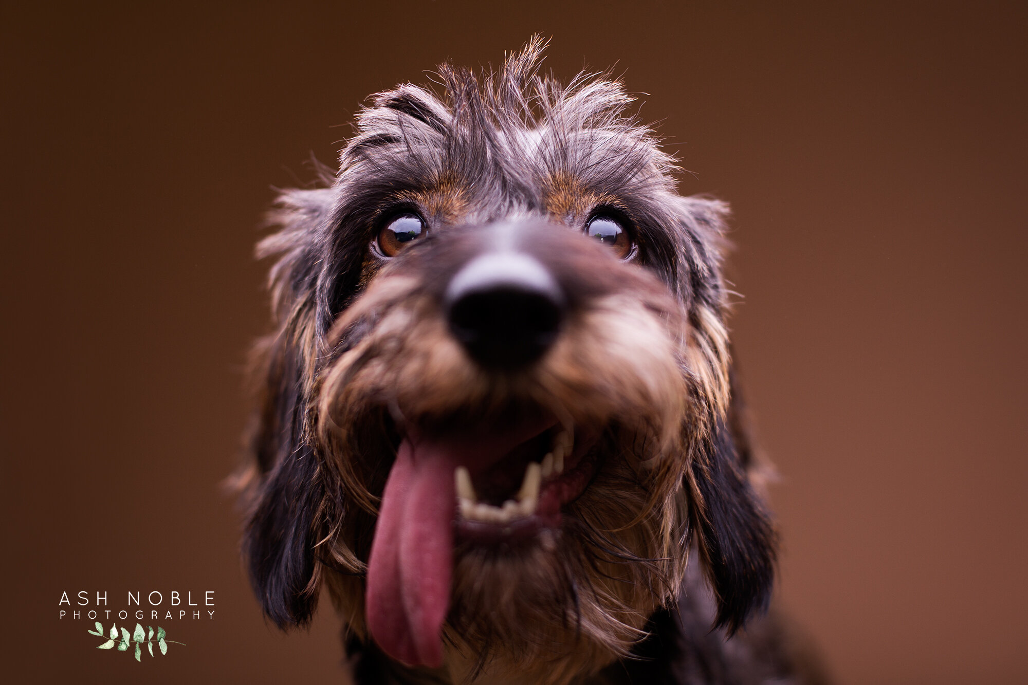 ©AshNoblePhotography-glasgow-pet-photographer-dog-dachshund_24.jpg