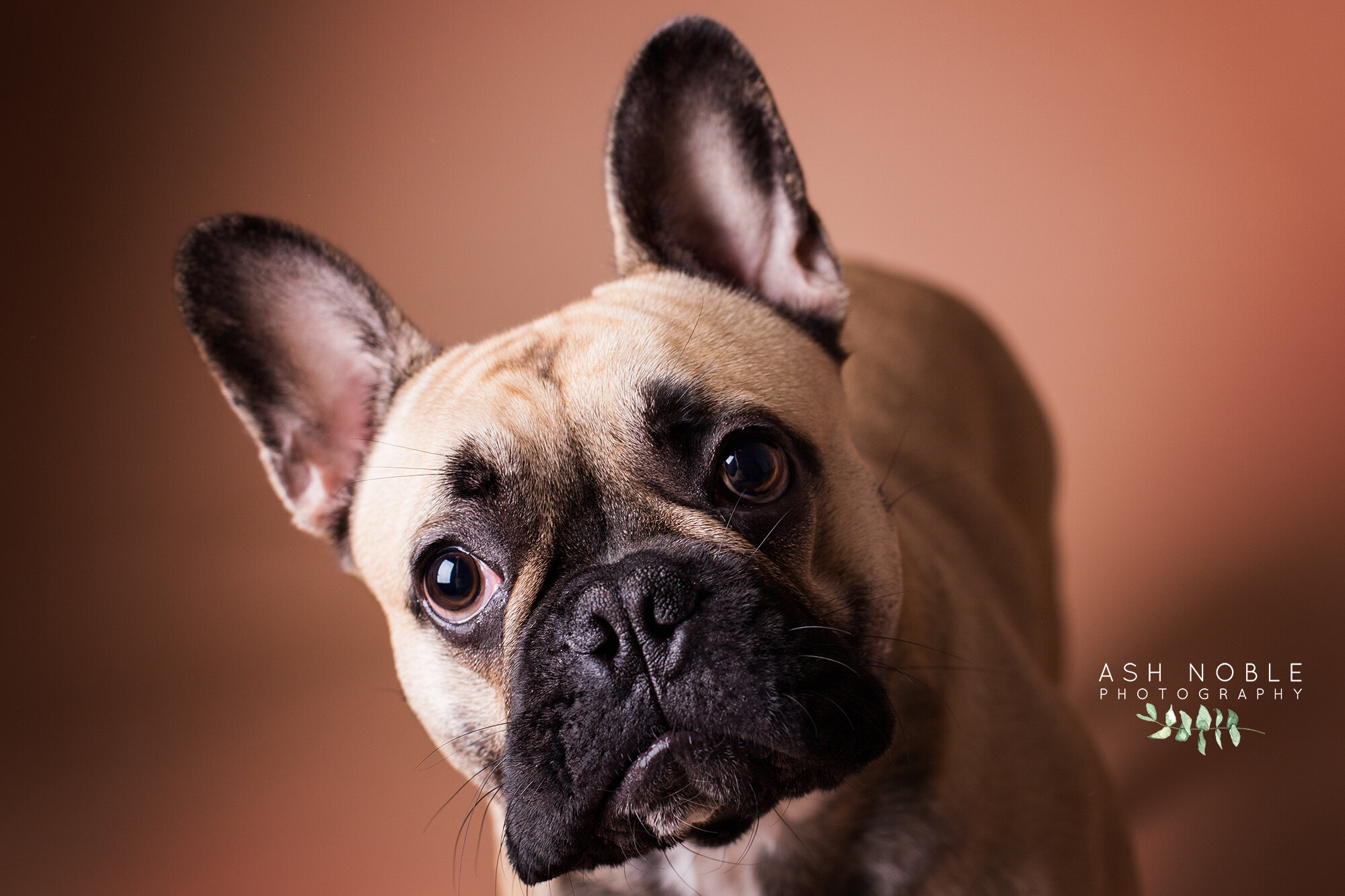 ©AshNoblePhotography-glasgow-pet-photographer-dog-french-bulldog_01.jpg