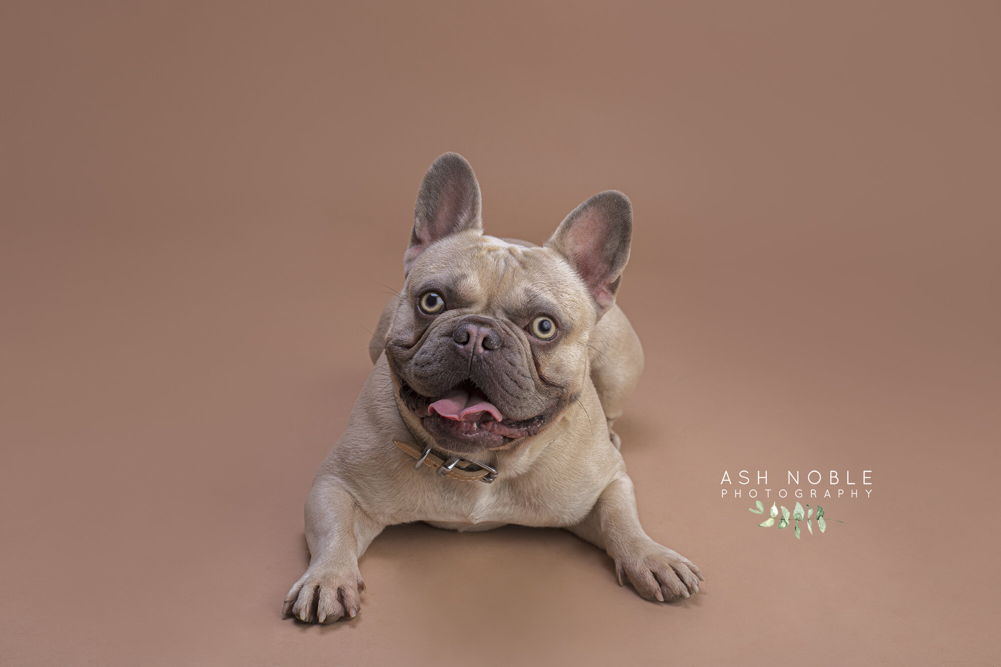 ©AshNoblePhotography-glasgow-pet-photographer-dog-french-bulldog_14.jpg