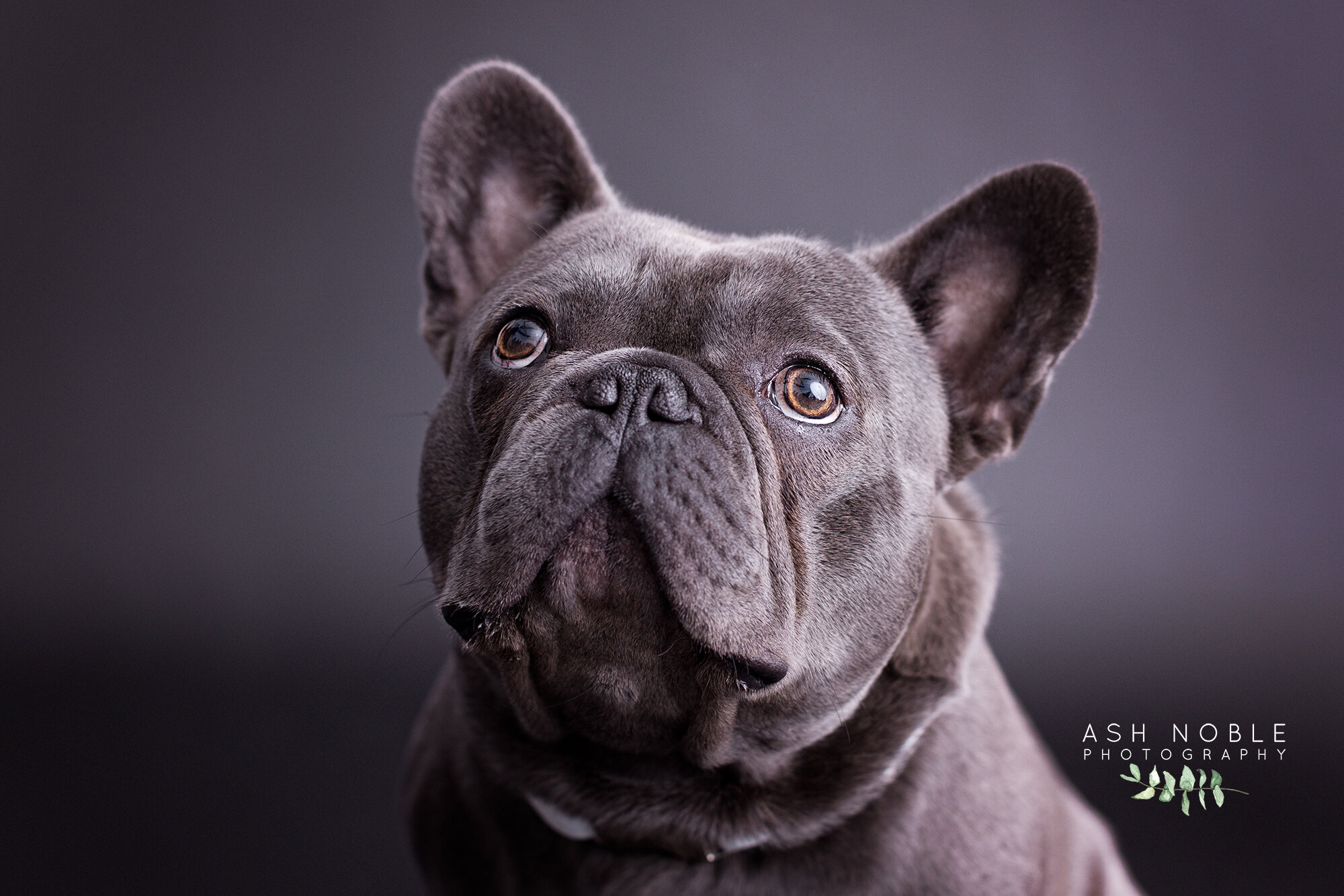 ©AshNoblePhotography-glasgow-pet-photographer-dog-french-bulldog_15.jpg