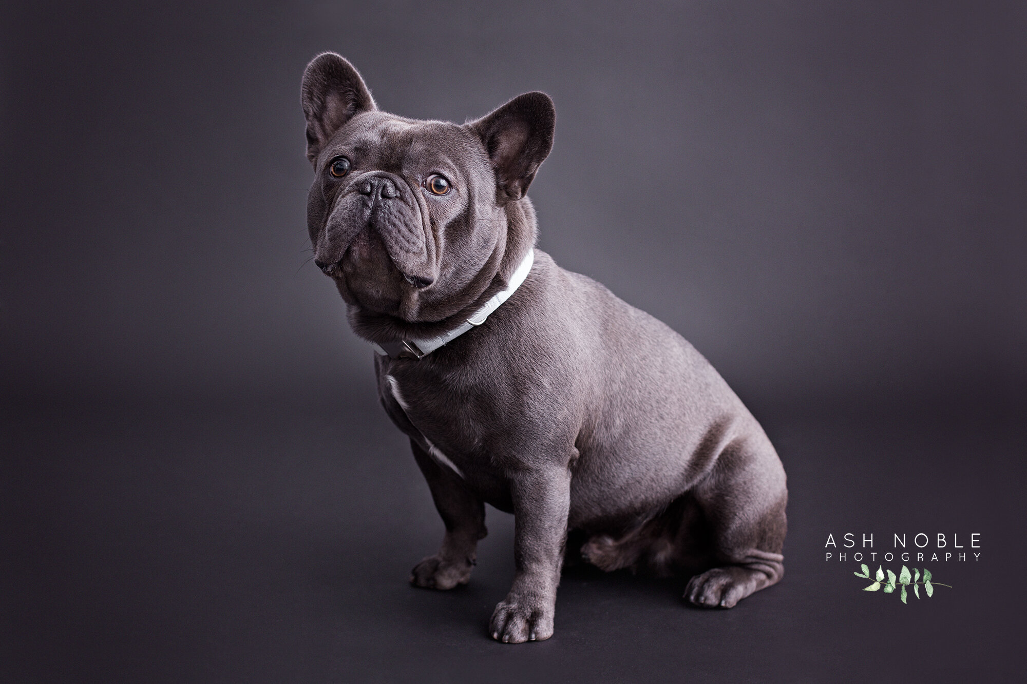 ©AshNoblePhotography-glasgow-pet-photographer-dog-french-bulldog_16.jpg