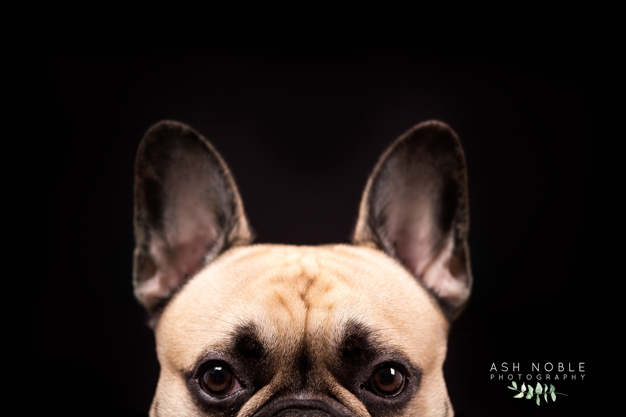 ©AshNoblePhotography-glasgow-pet-photographer-dog-french-bulldog_20.jpg