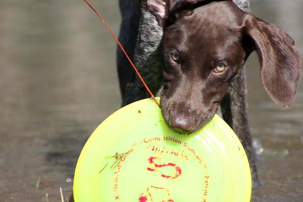 Does Well Trained = Well Behaved? 