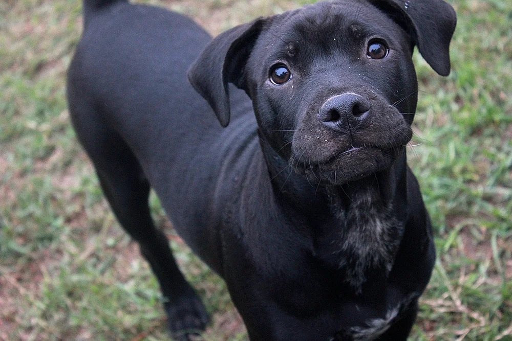 10 Things to Consider When You're Thinking of Getting A New Puppy or Dog