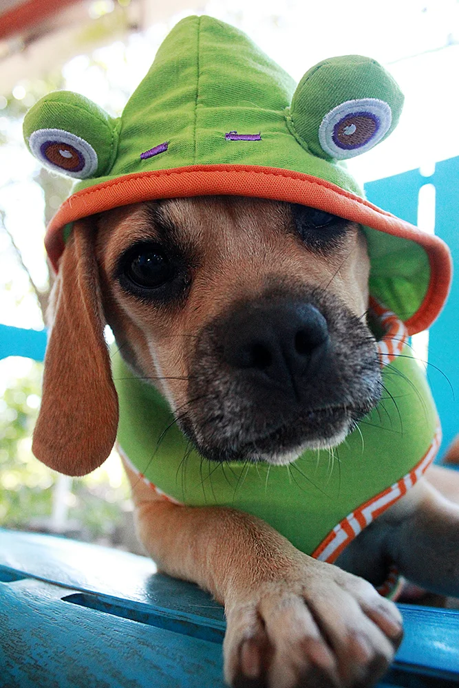 Addressing Dressing Up Dogs