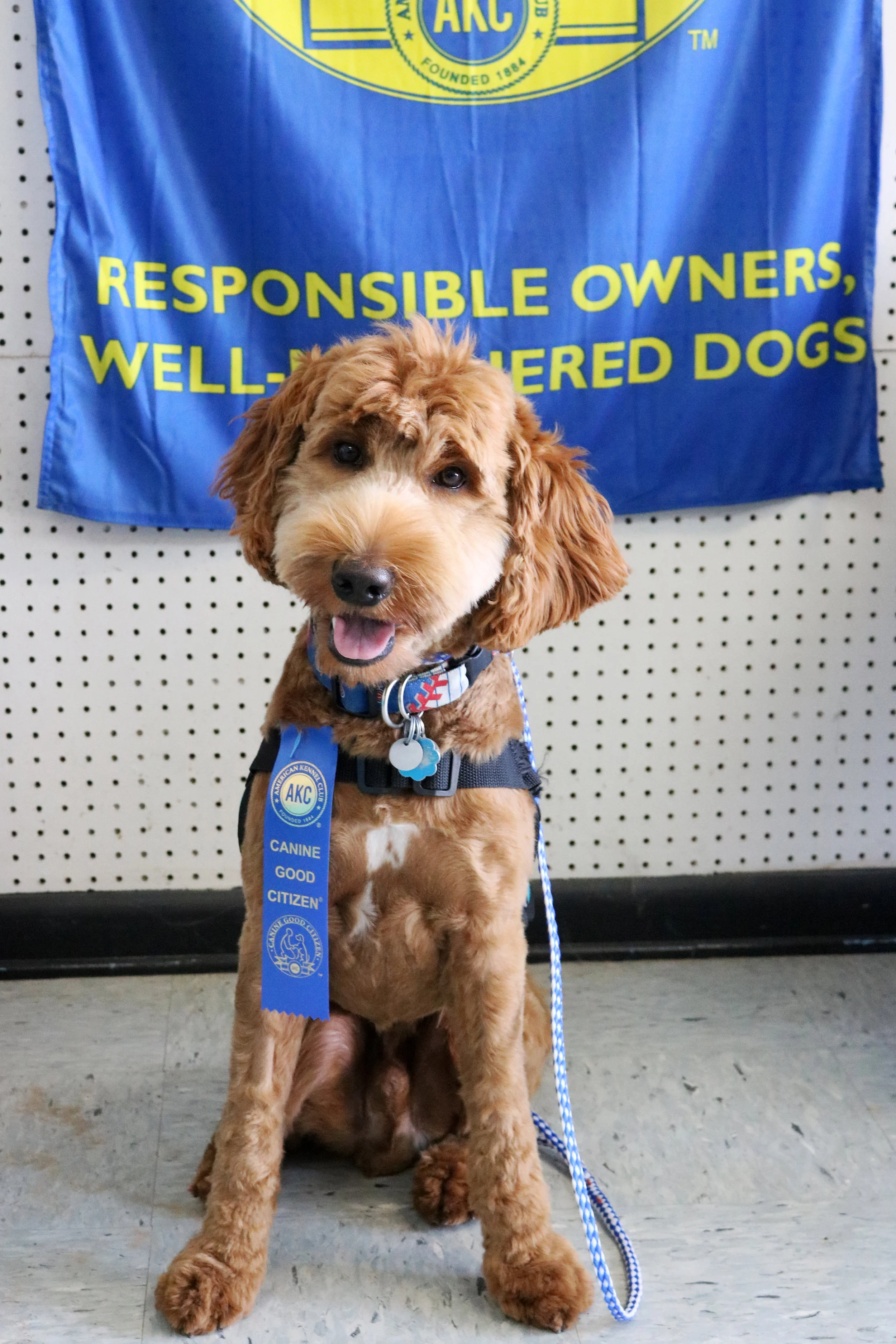 Dache the Doodle