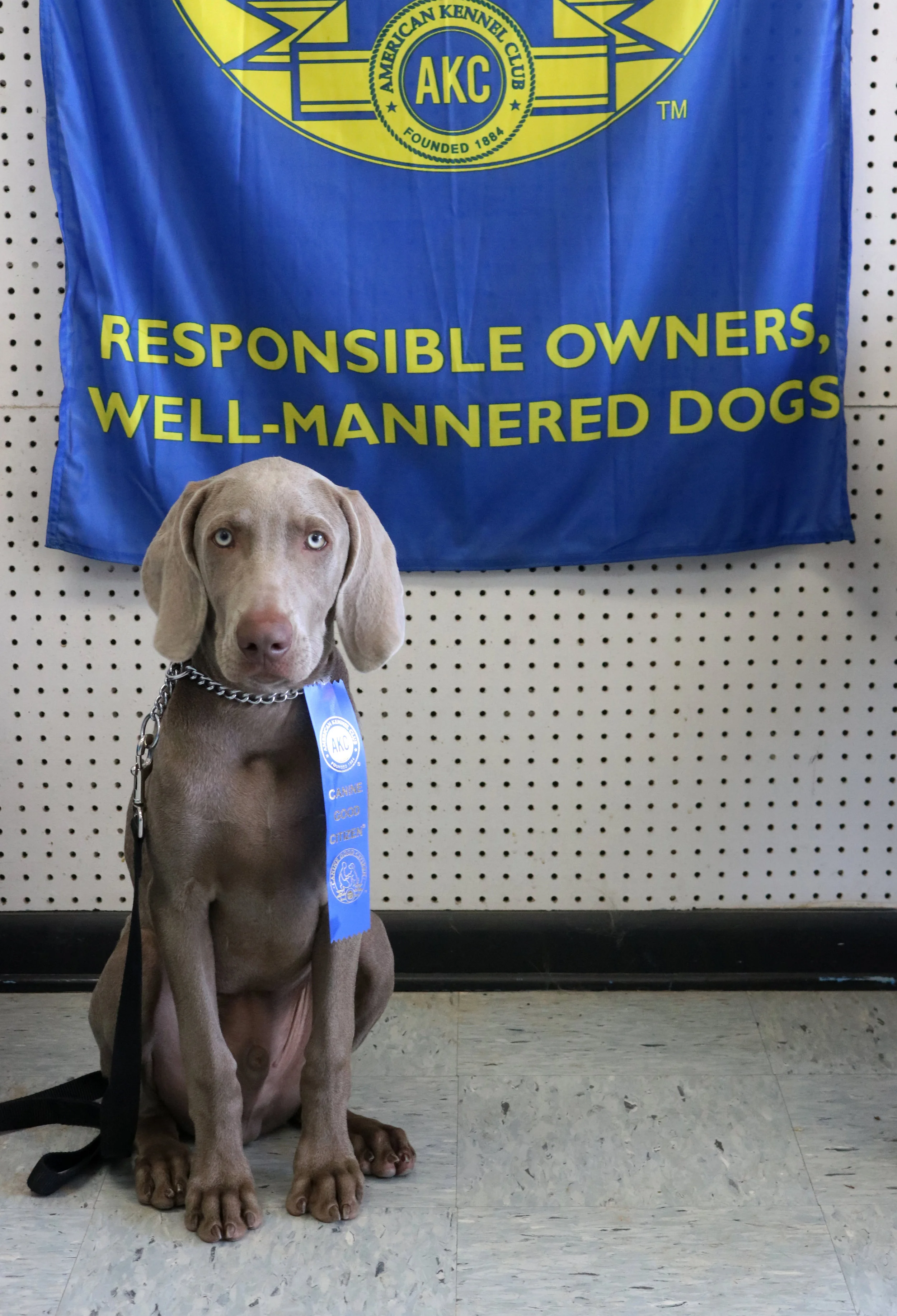 Congratulations to the September 2017 AKC Canine Good Citizen Class