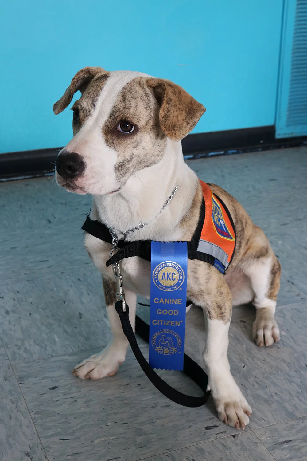 Congratulations to the January & April 2018 AKC Canine Good Citizen Classes