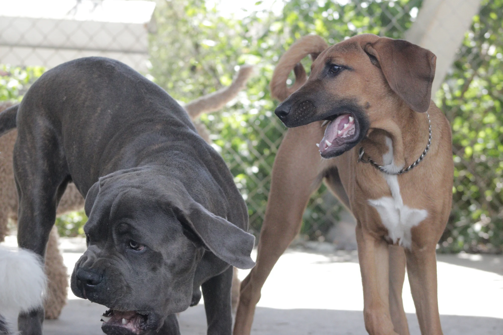 Dogmata Dog Training, Canine Behavior & Psychology