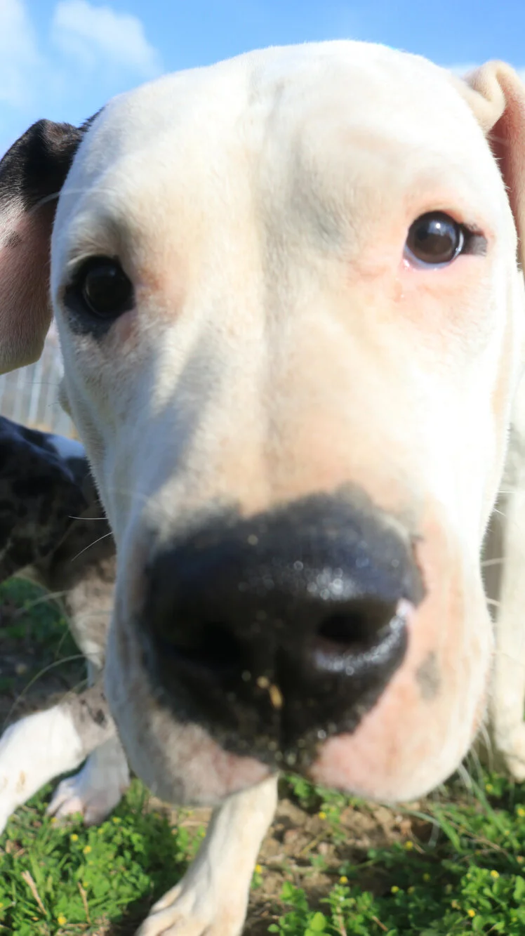 Dogmata - Dog Training, Canine Behavior & Psychology