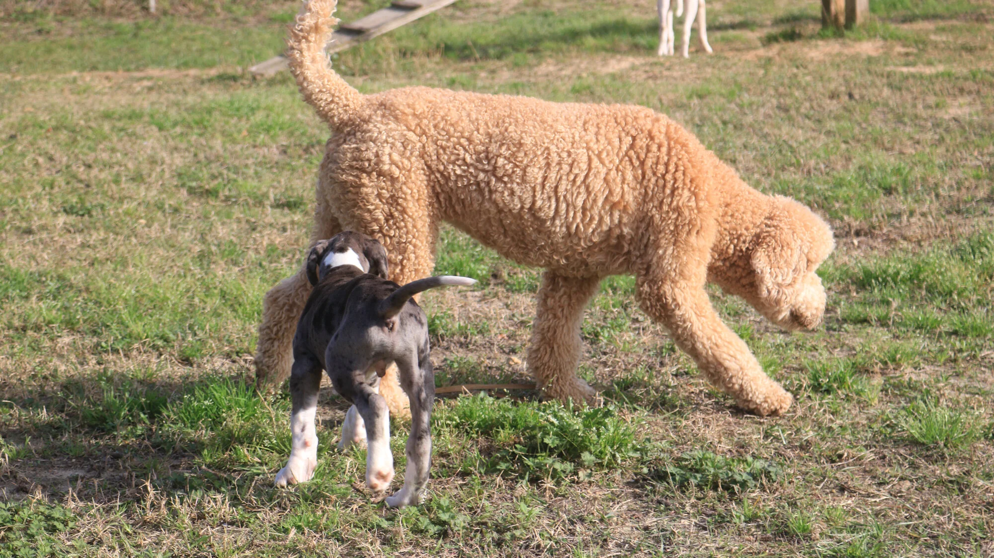 Dogmata Dog Training, Canine Behavior & Psychology