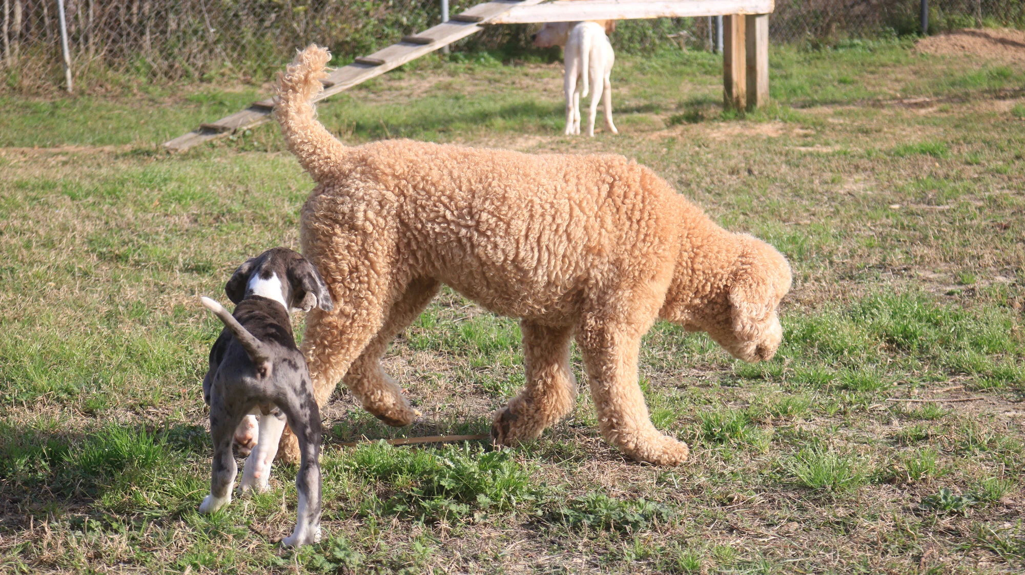 Dogmata Dog Training, Canine Behavior & Psychology