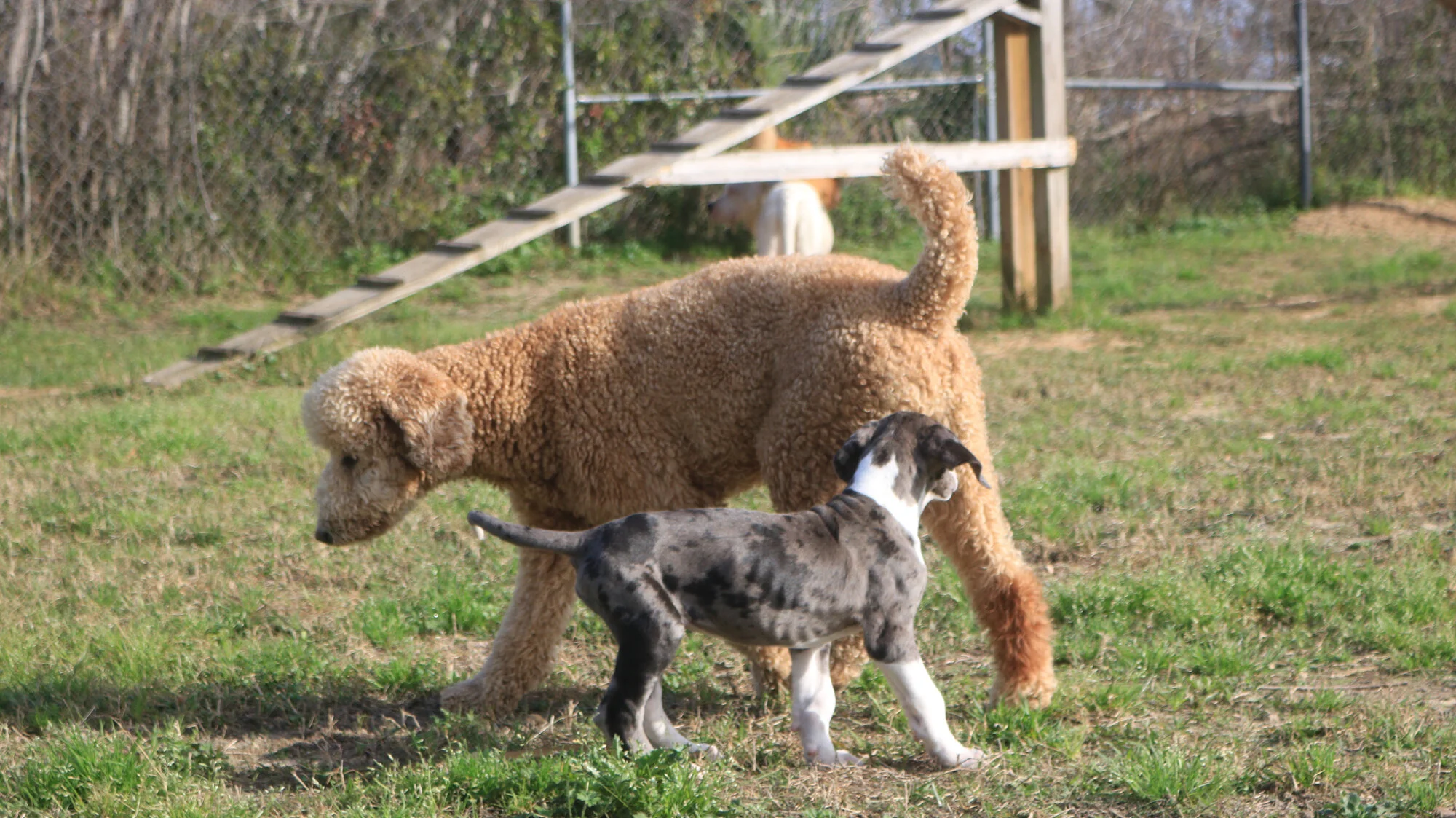 Dogmata Dog Training, Canine Behavior & Psychology