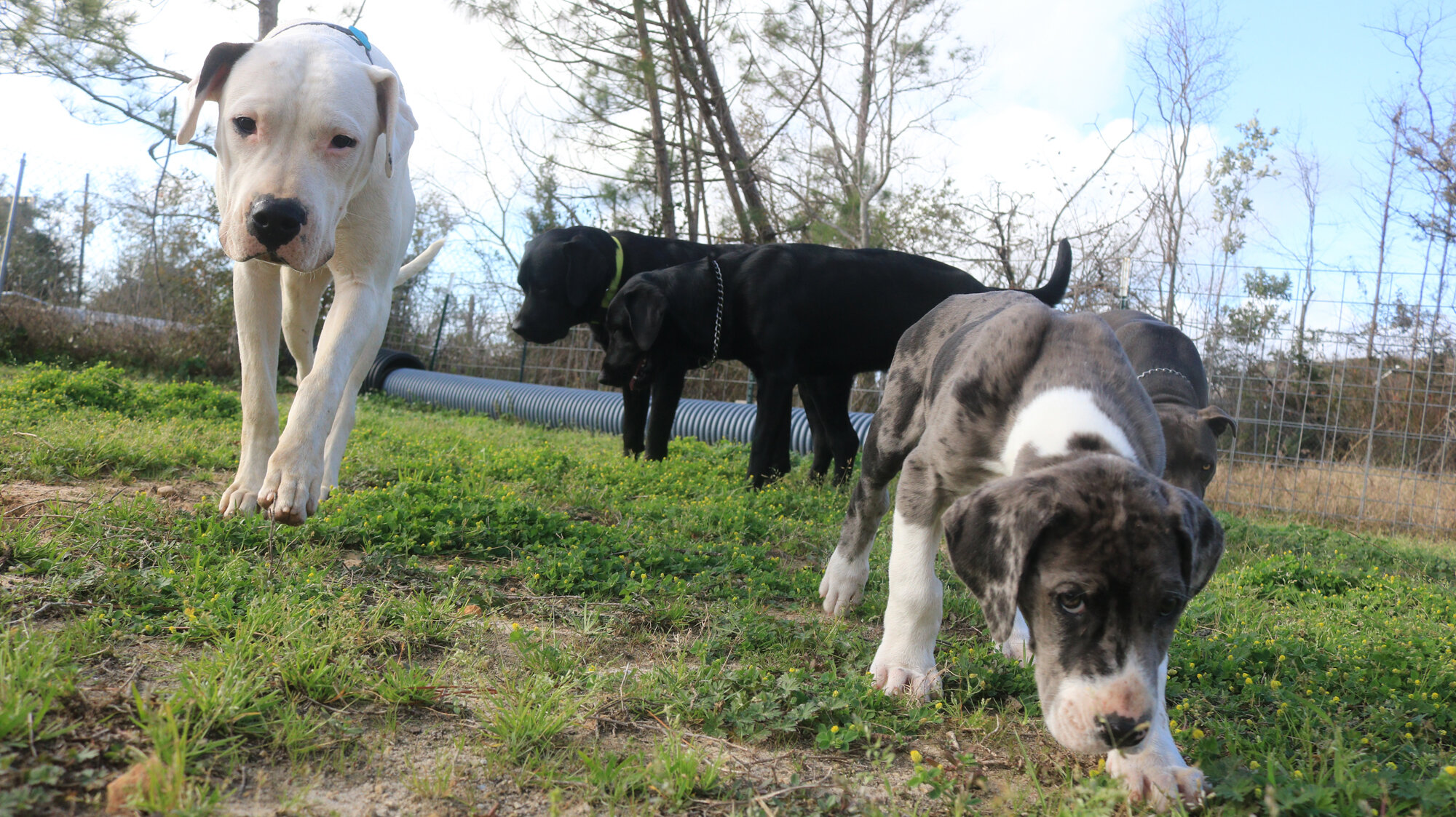 Dogmata Dog Training, Canine Behavior & Psychology