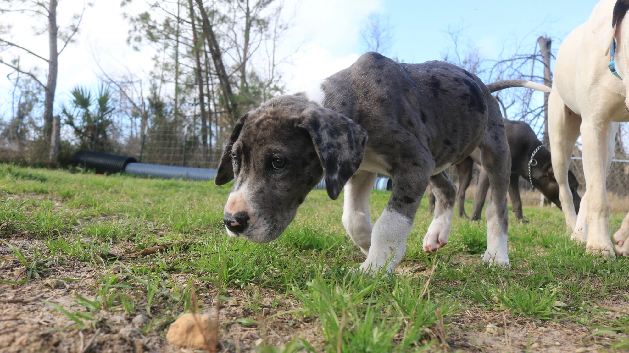 Dogmata Dog Training, Canine Behavior & Psychology
