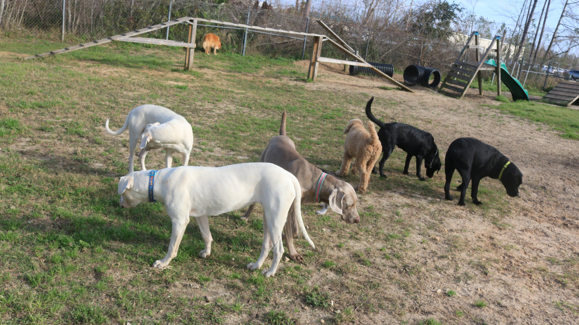 Dogmata Dog Training, Canine Behavior & Psychology