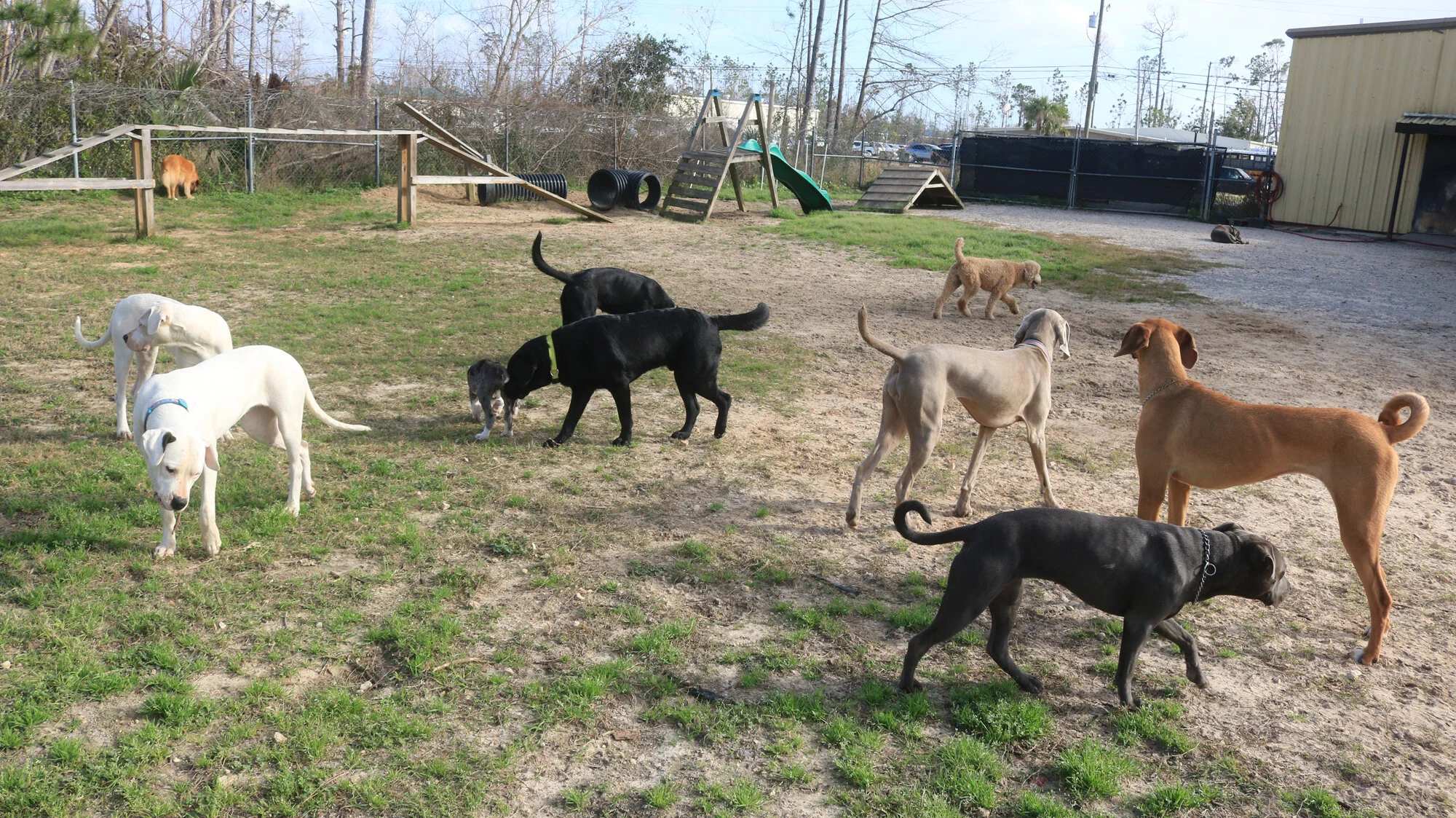 Dogmata Dog Training, Canine Behavior & Psychology