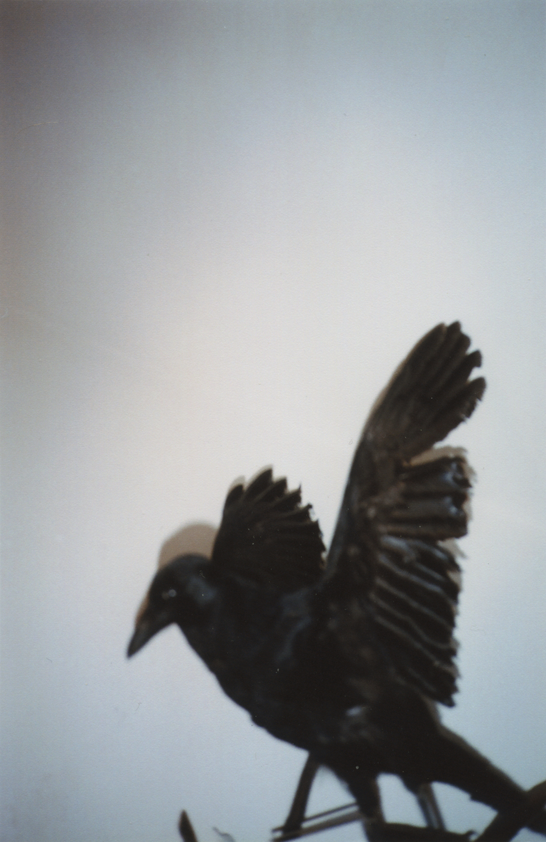  Disposable 8 (Raven), 2018, C-print. 