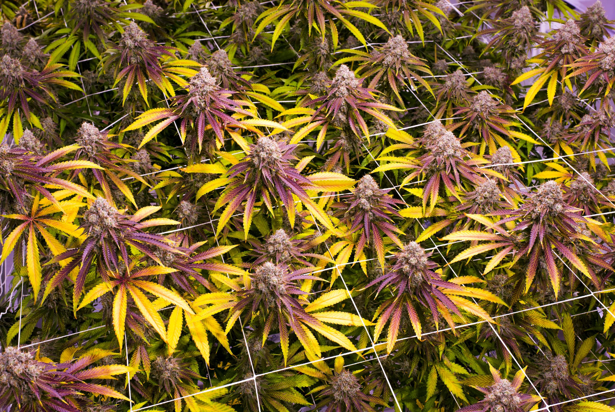 Mimosa-Canopy-Now.jpg
