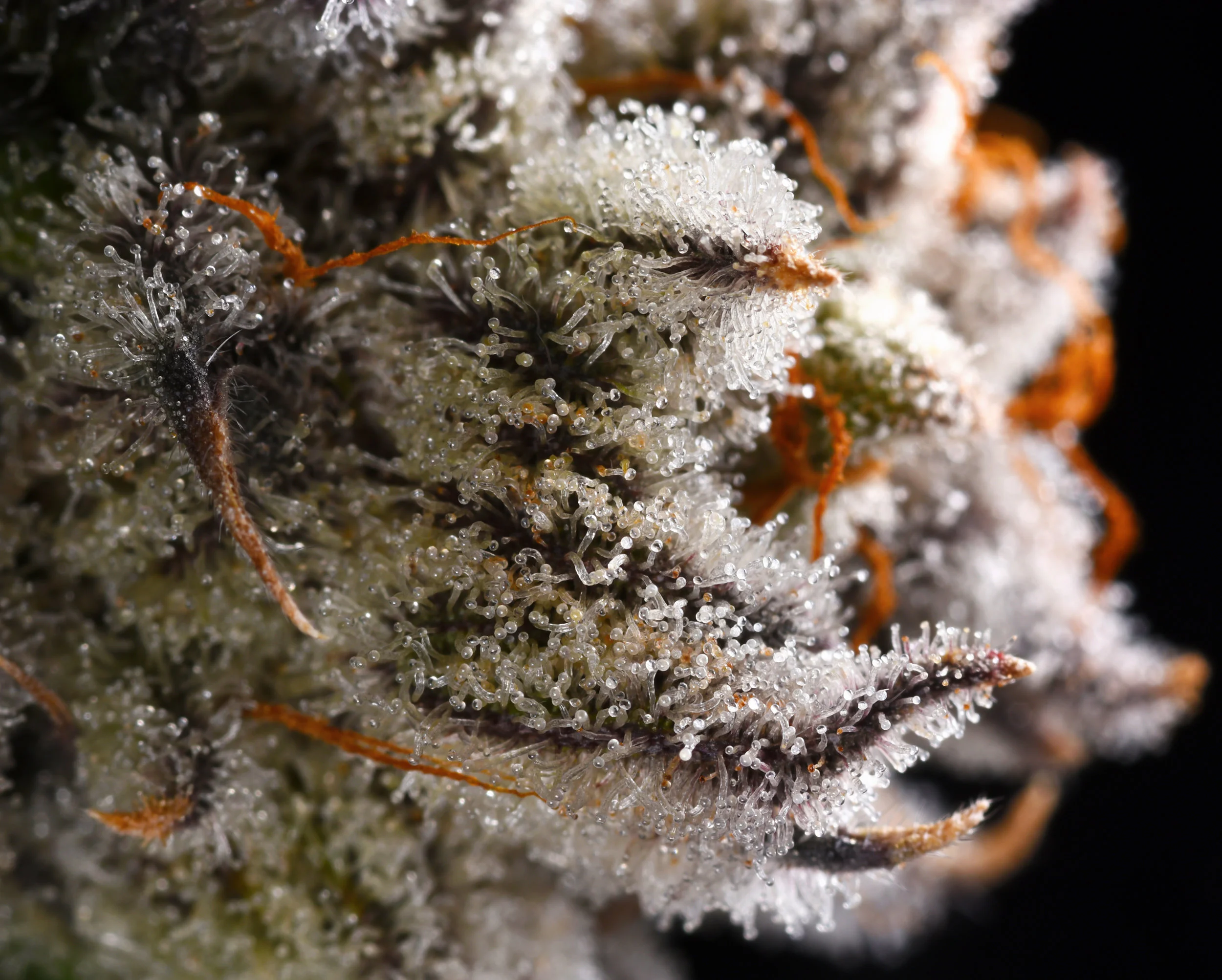 Purple Punch Macro copy.jpg
