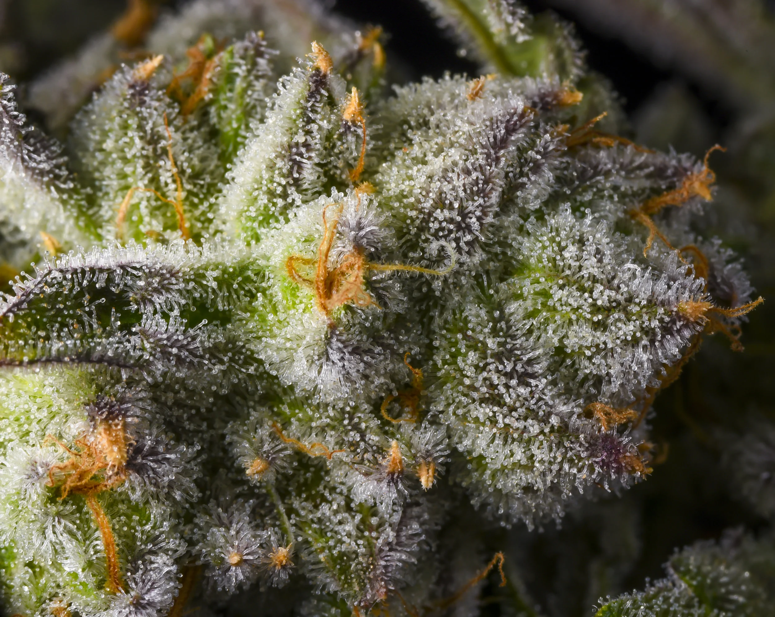 Sundae Driver #2.jpg