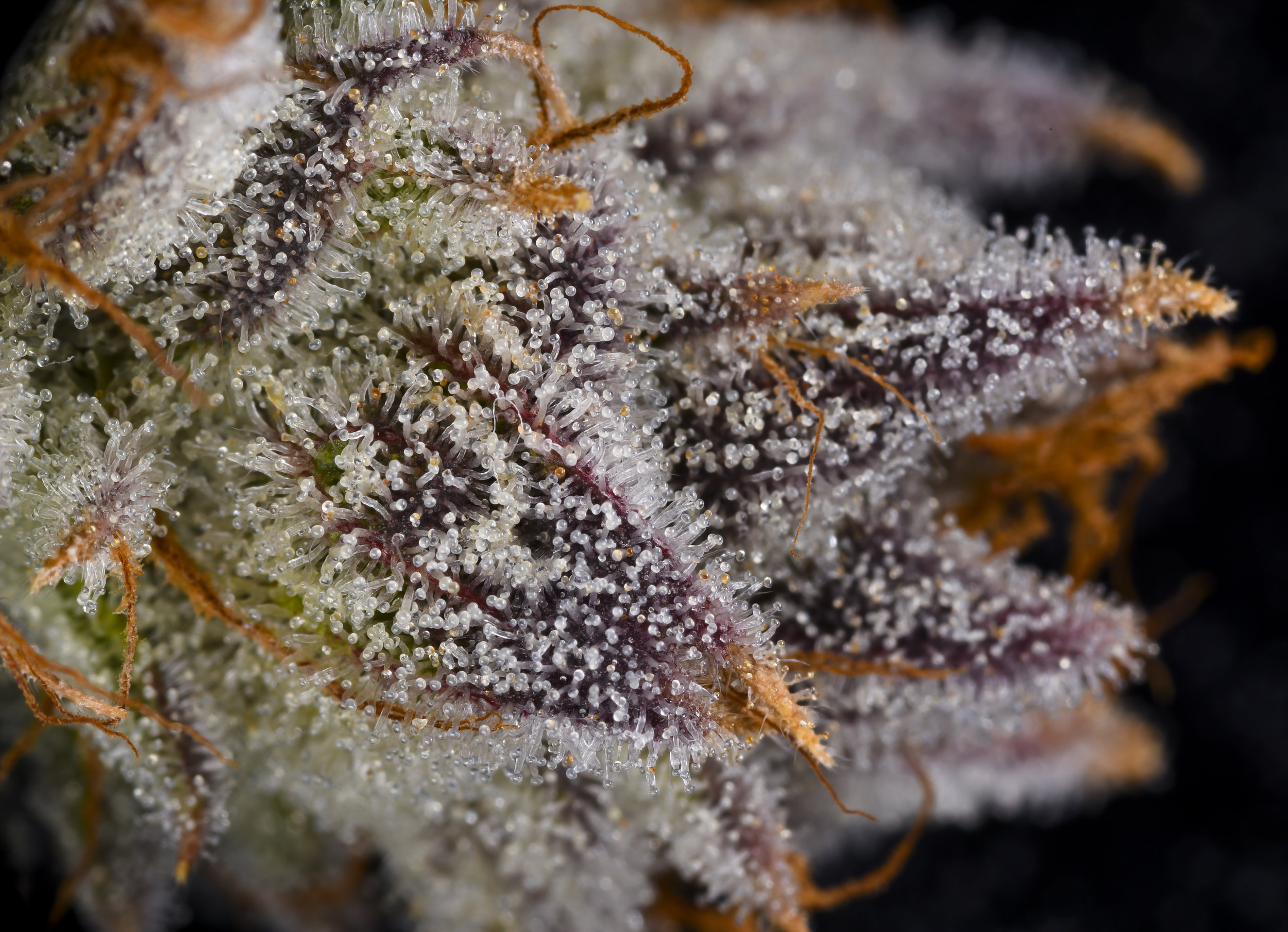 Sundae Driver #20.jpg
