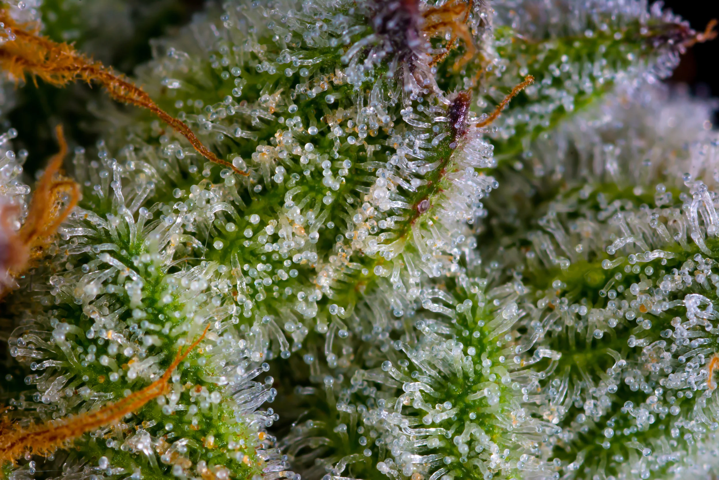 Sundae-Driver-#12-Macro-4.jpg