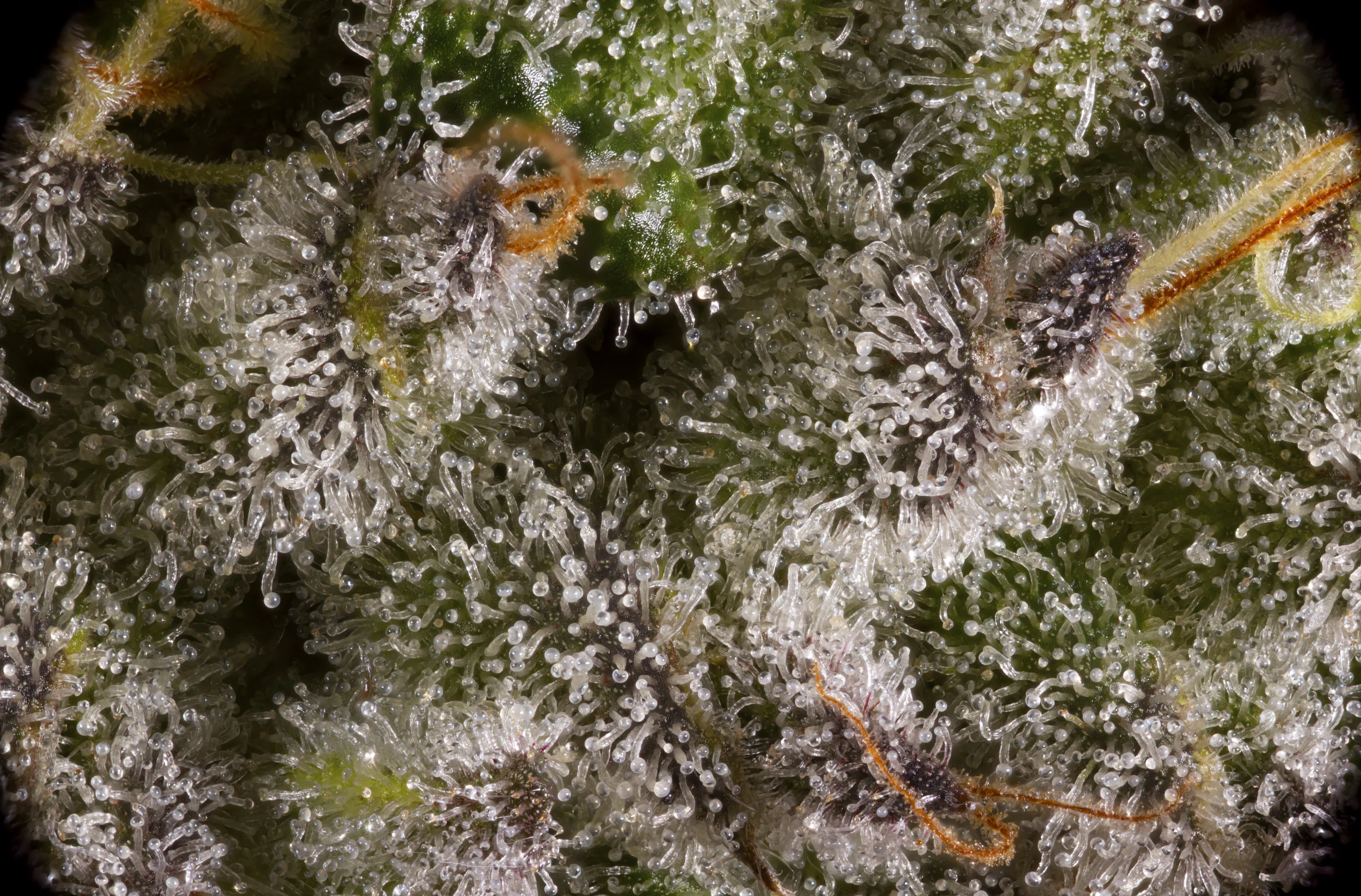Wedding Cake Macro Stack.jpg