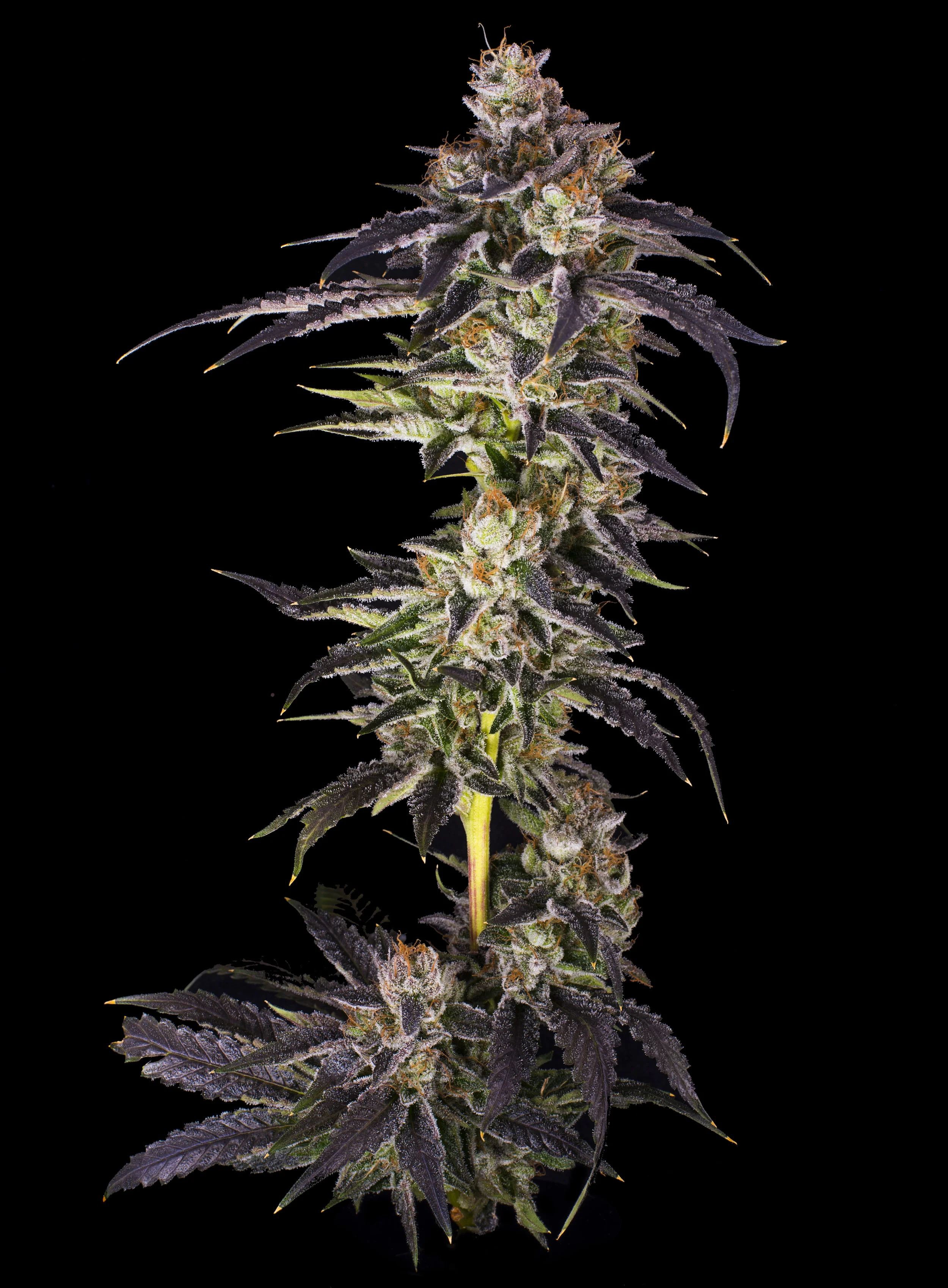 WiFi x Bubba 9 4.jpg