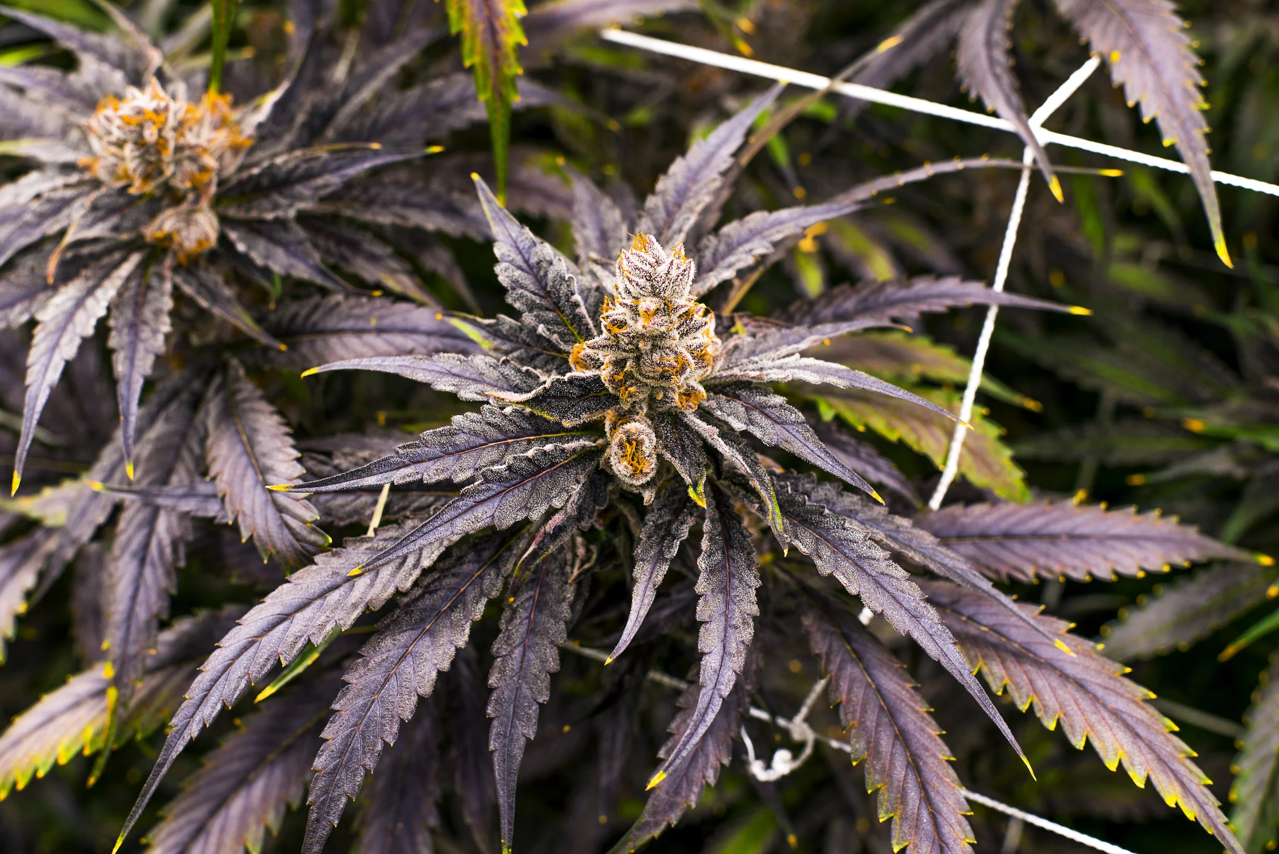 GrowShoot-1.jpg