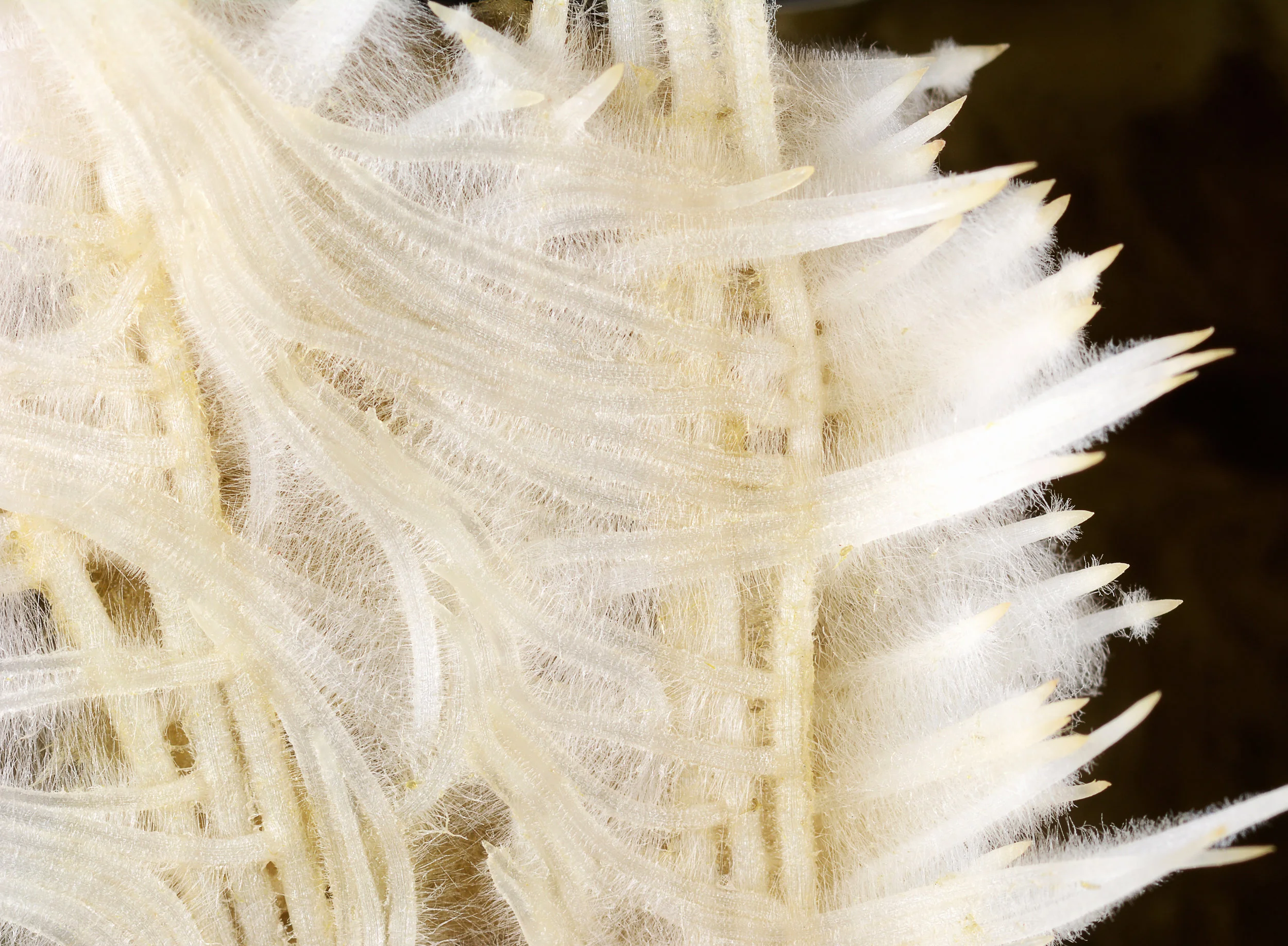 Plant Roots 2.jpg